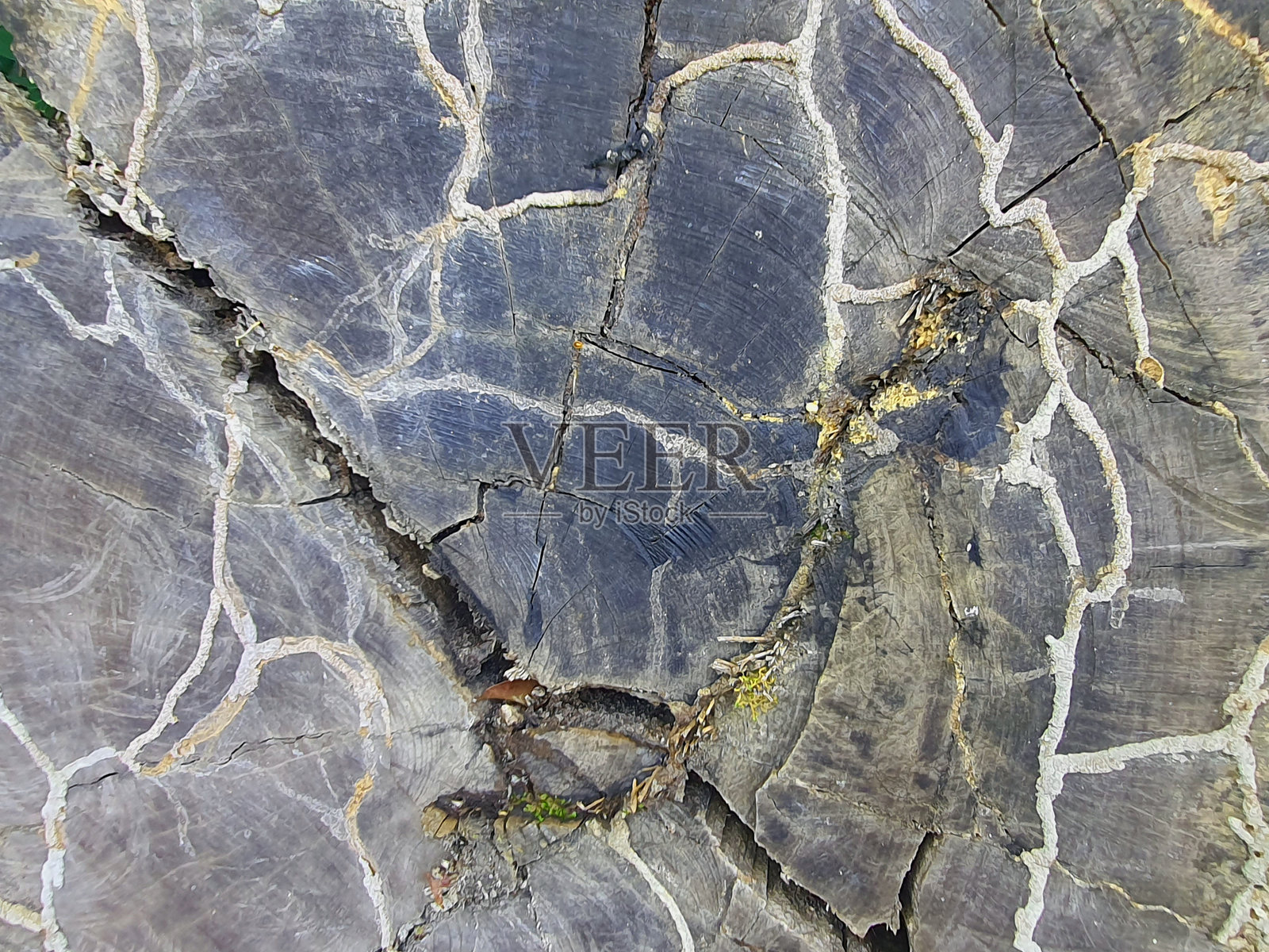 树干被切成两半照片摄影图片