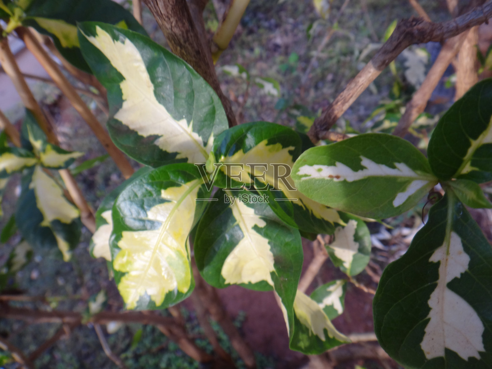 Graptophyllum pictum灌木：热带美丽的灌木形态。色彩斑斓的观赏灌木。Graptophyllum pictum灌木在花园中的郁郁葱葱的叶子。灌木植物：低维护的选择。热带灌木：鲜艳的色彩和强健的生长。照片摄影图片