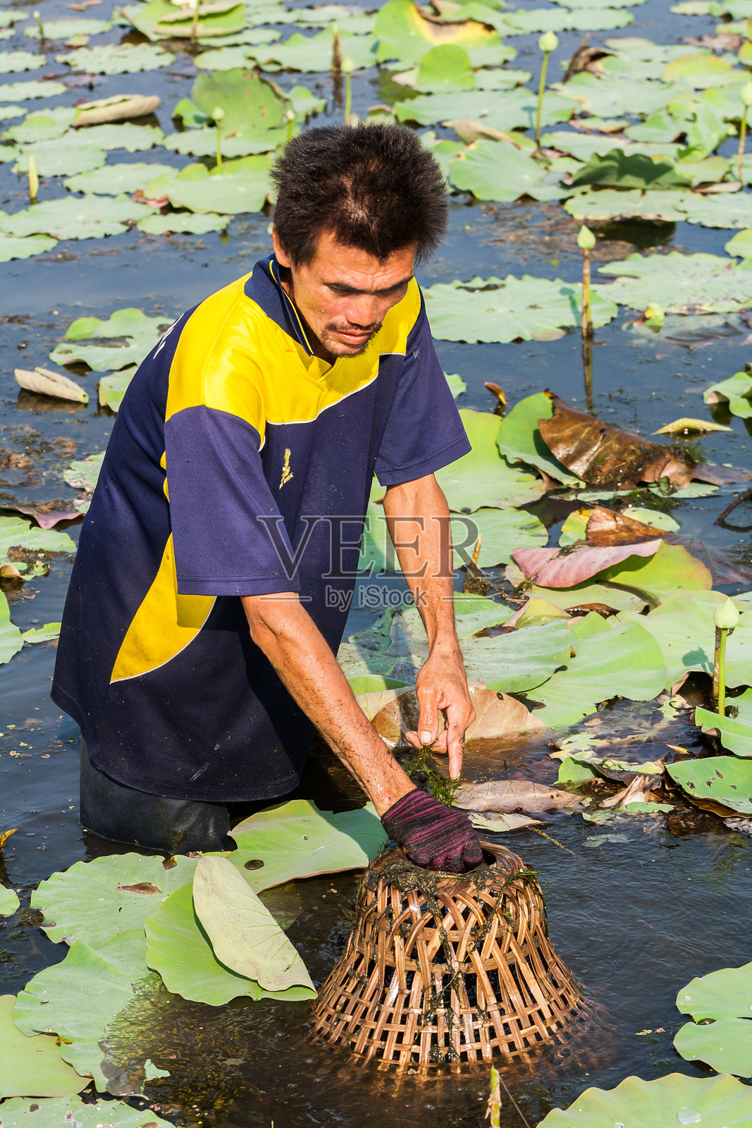 男人在沼泽中用笼子捕鱼。照片摄影图片