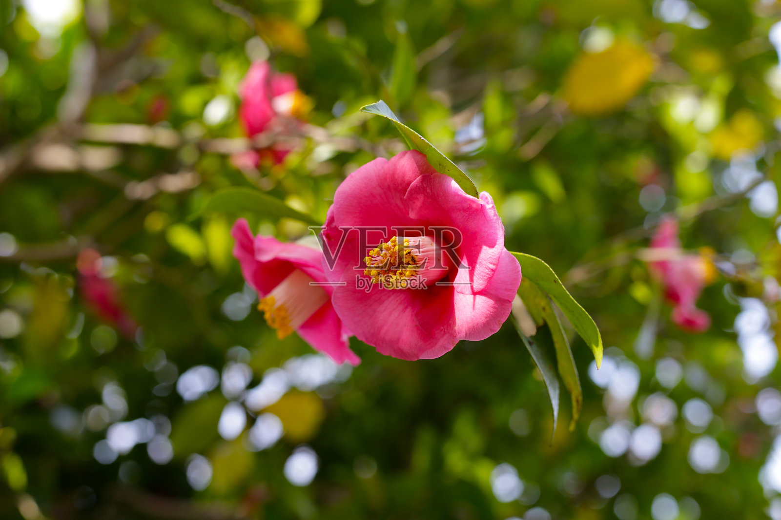 美丽的茶花盛开在树上。照片摄影图片
