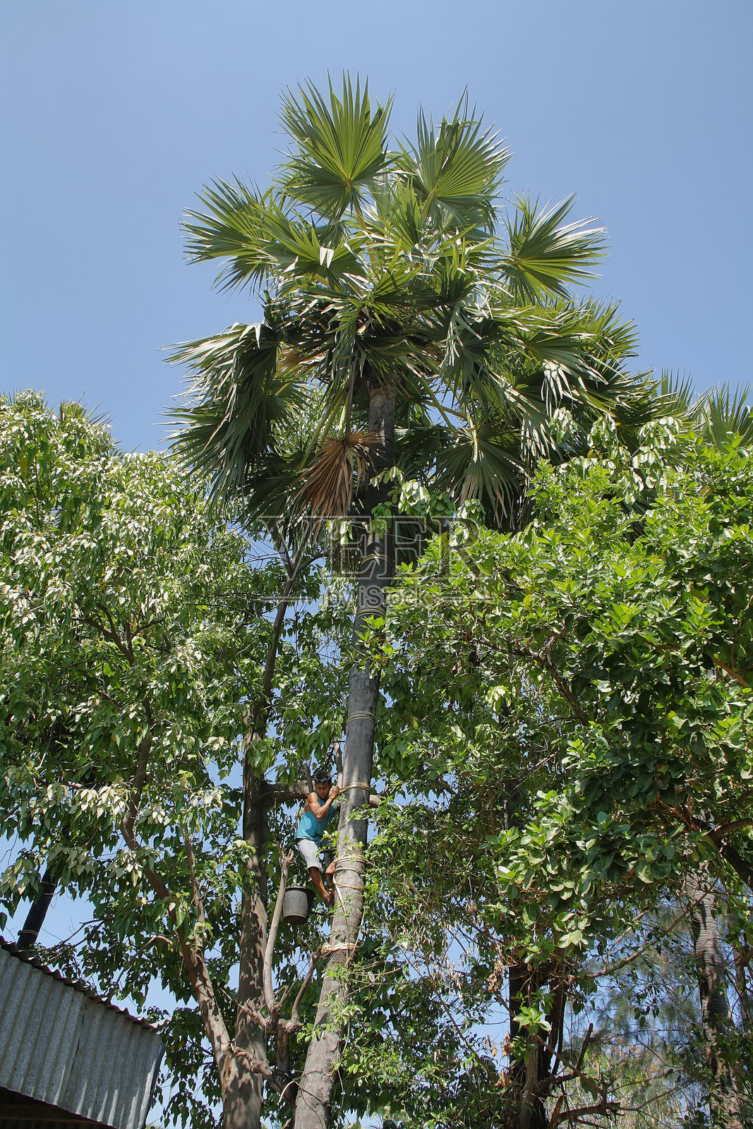 青少年在爬棕榈树照片摄影图片