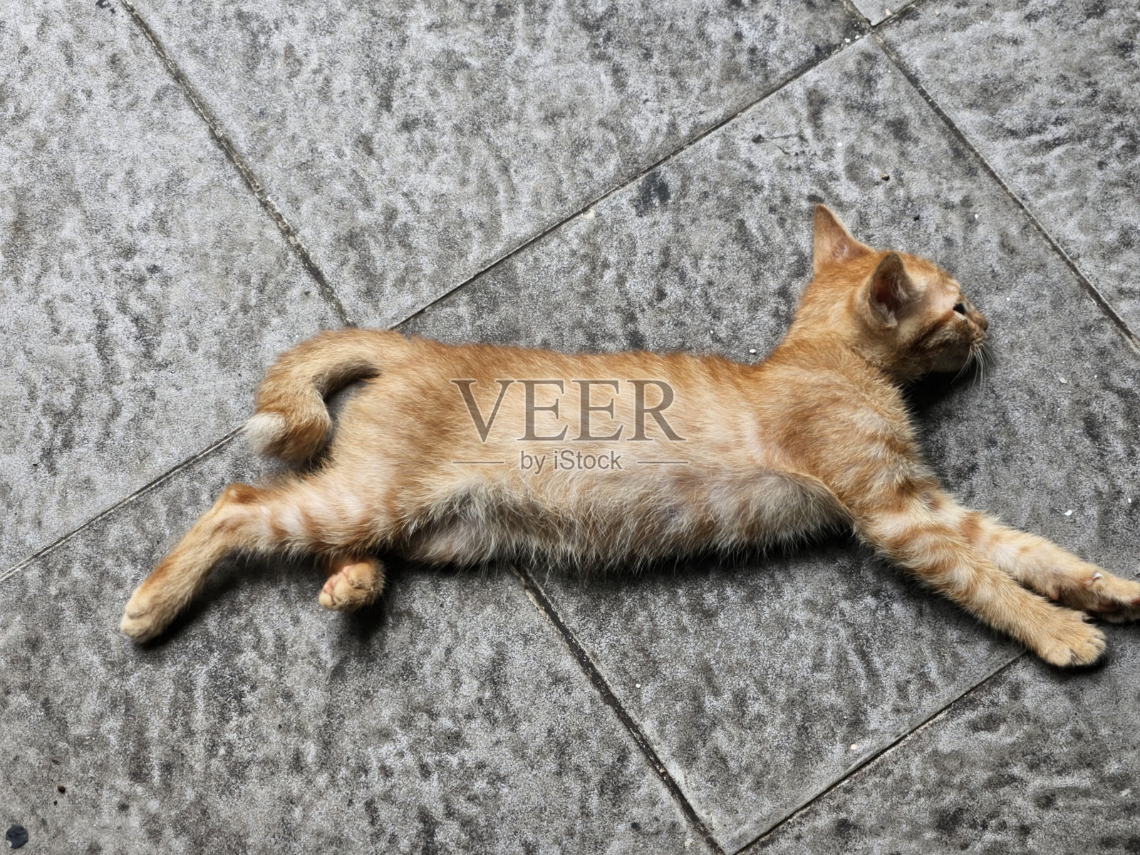 小猫伸展身体照片摄影图片