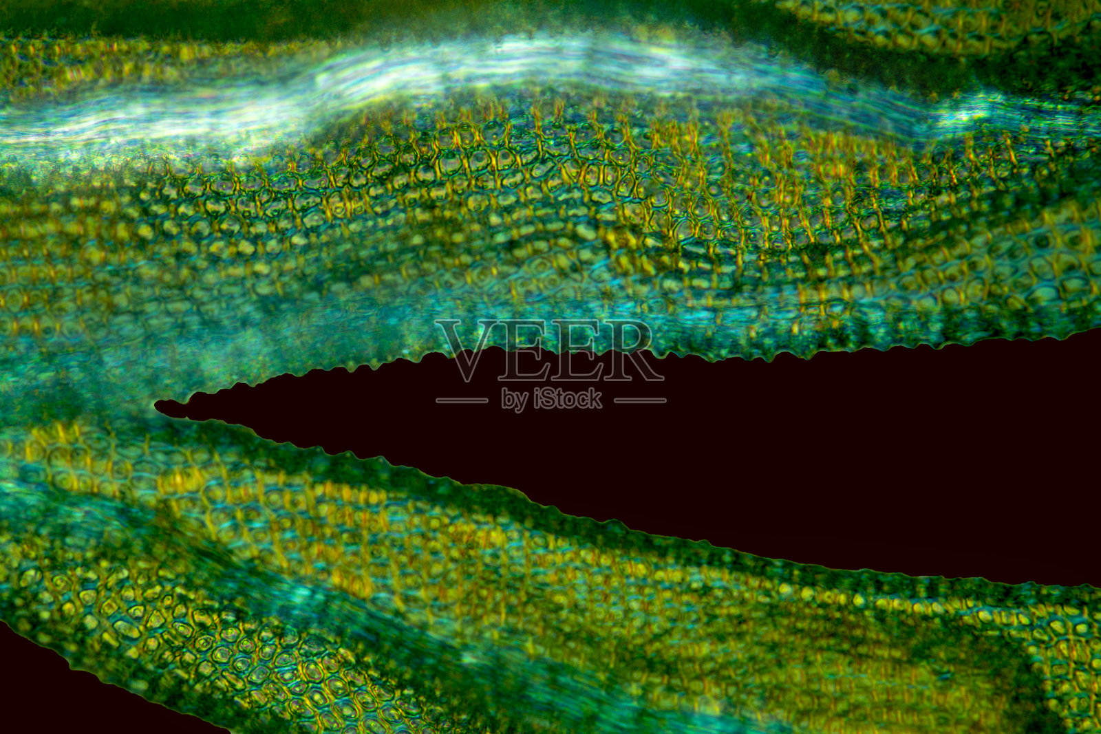 两片苔藓叶子展示了上层细胞和中脉。照片摄影图片