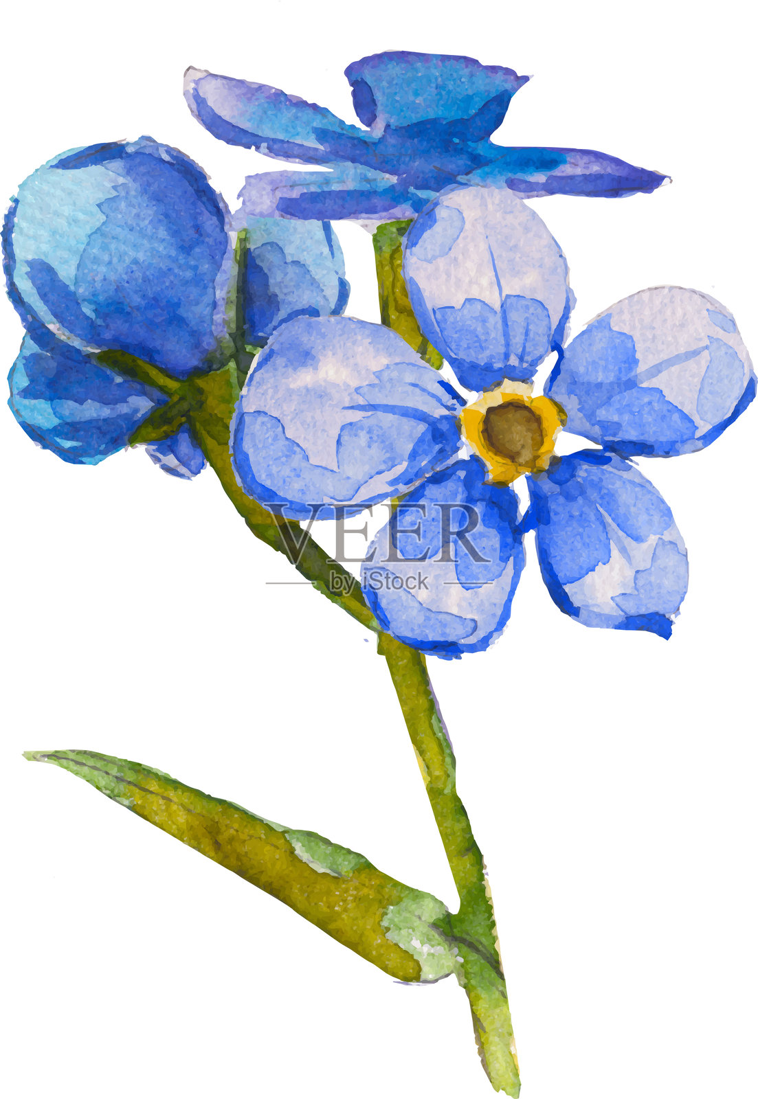 蓝色勿忘我花和叶子，白色背景上的手绘矢量插图，矢量EPS 10。勿忘我花剪贴画，独立矢量插图。插画图片素材