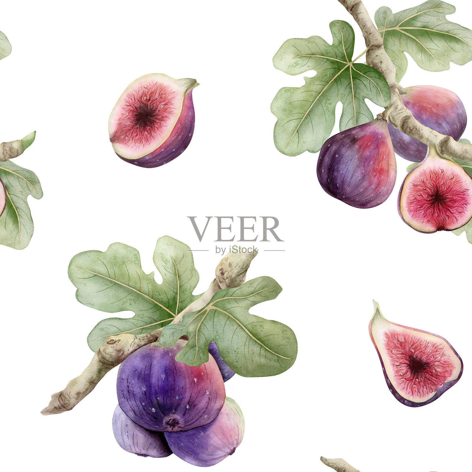 水彩无花果树枝与果实的无缝图案，背景为白色，搭配绿色叶子和成熟的紫色浆果，适用于有机食品设计以及夏季或秋季市场。手绘的地中海植物。插画图片素材
