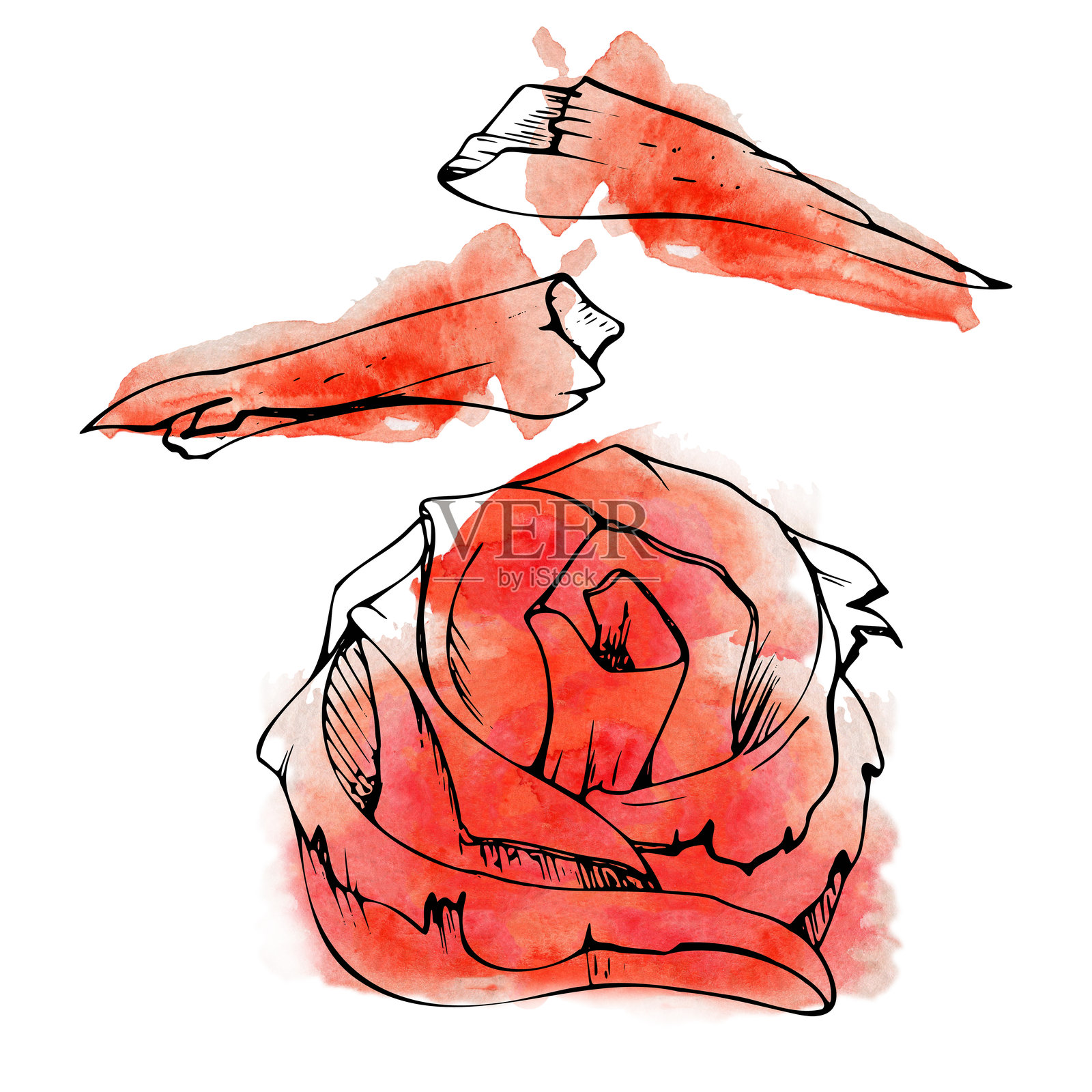 日本亚洲食品腌制生姜玫瑰片，寿司刺身的配料，素食者的补充，水彩手绘，墨水插图，餐厅菜单，咖啡馆菜单，厨房印刷，食谱书插画图片素材