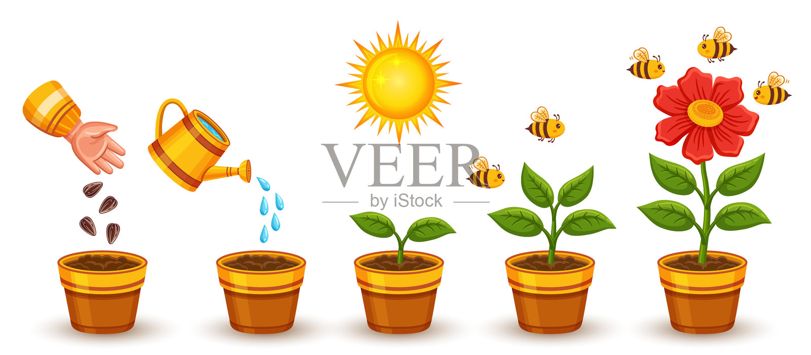 花卉植物生长阶段，室内植物生长过程，花园盛开的草本植物生命周期组合。农业绿色芽的发展过程。从幼苗到开花幼苗的植物演变。矢量图。插画图片素材