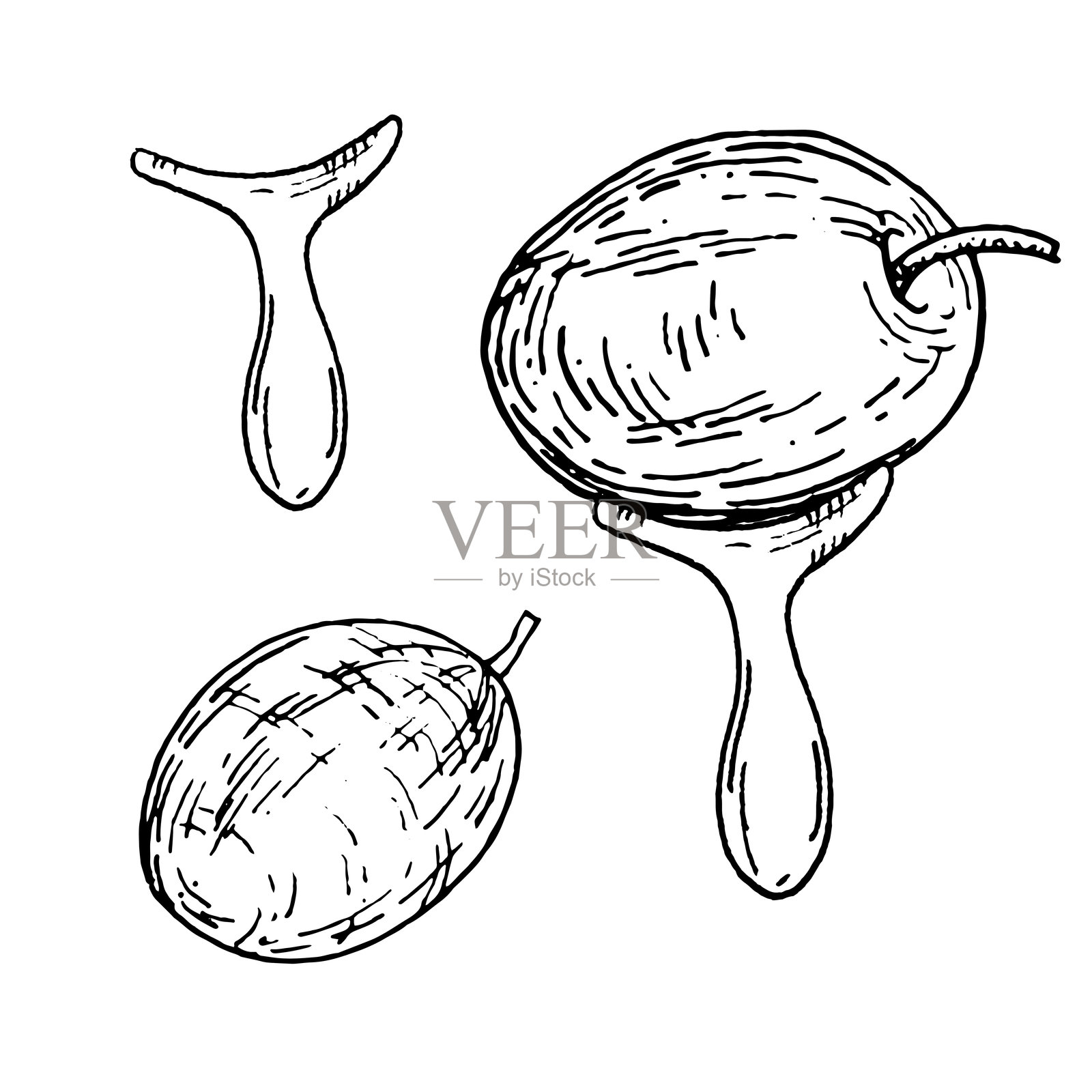 橄榄枝和有无核的橄榄，黑白素描。手绘植物插图。插画图片素材