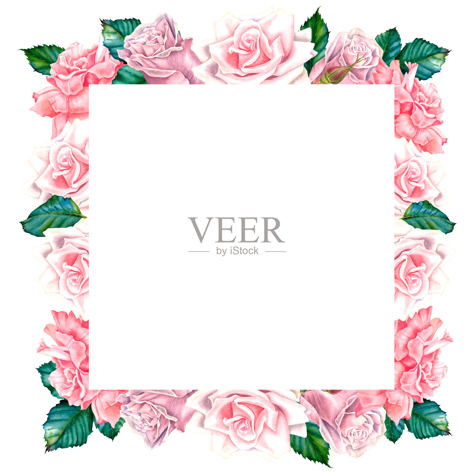 粉色玫瑰花、花蕾和绿色叶子的方形花卉框架。手绘水彩植物插图，背景独立。非常适合贺卡或婚礼邀请函。插画图片素材