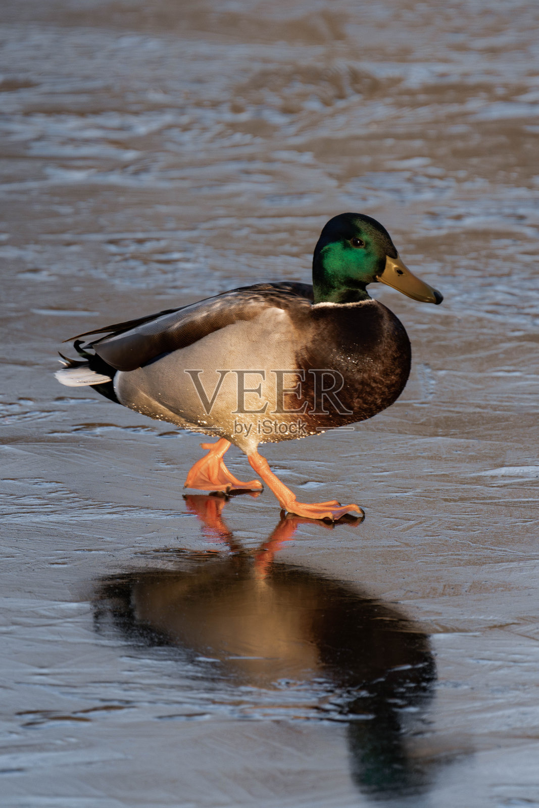 雄性野鸭在冰冻的湖面上行走。照片摄影图片