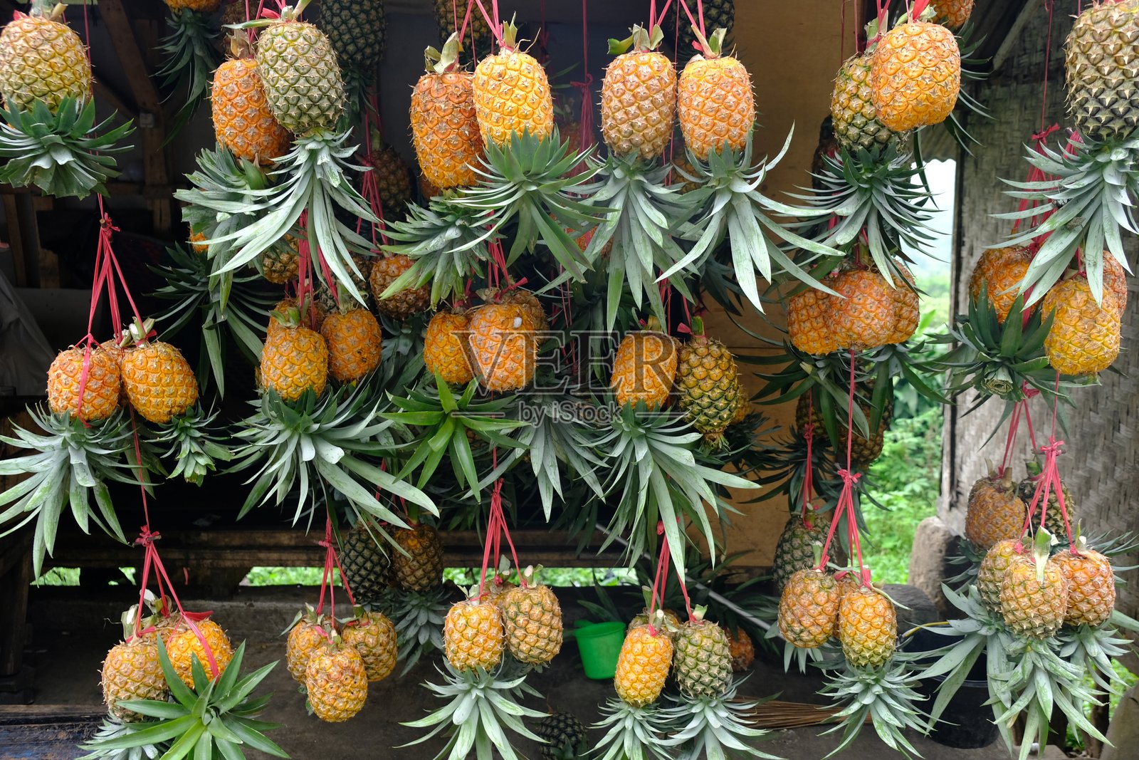 悬挂在水果摊上的菠萝。是凤梨科中经济最重要的植物。Ananas comosus照片摄影图片