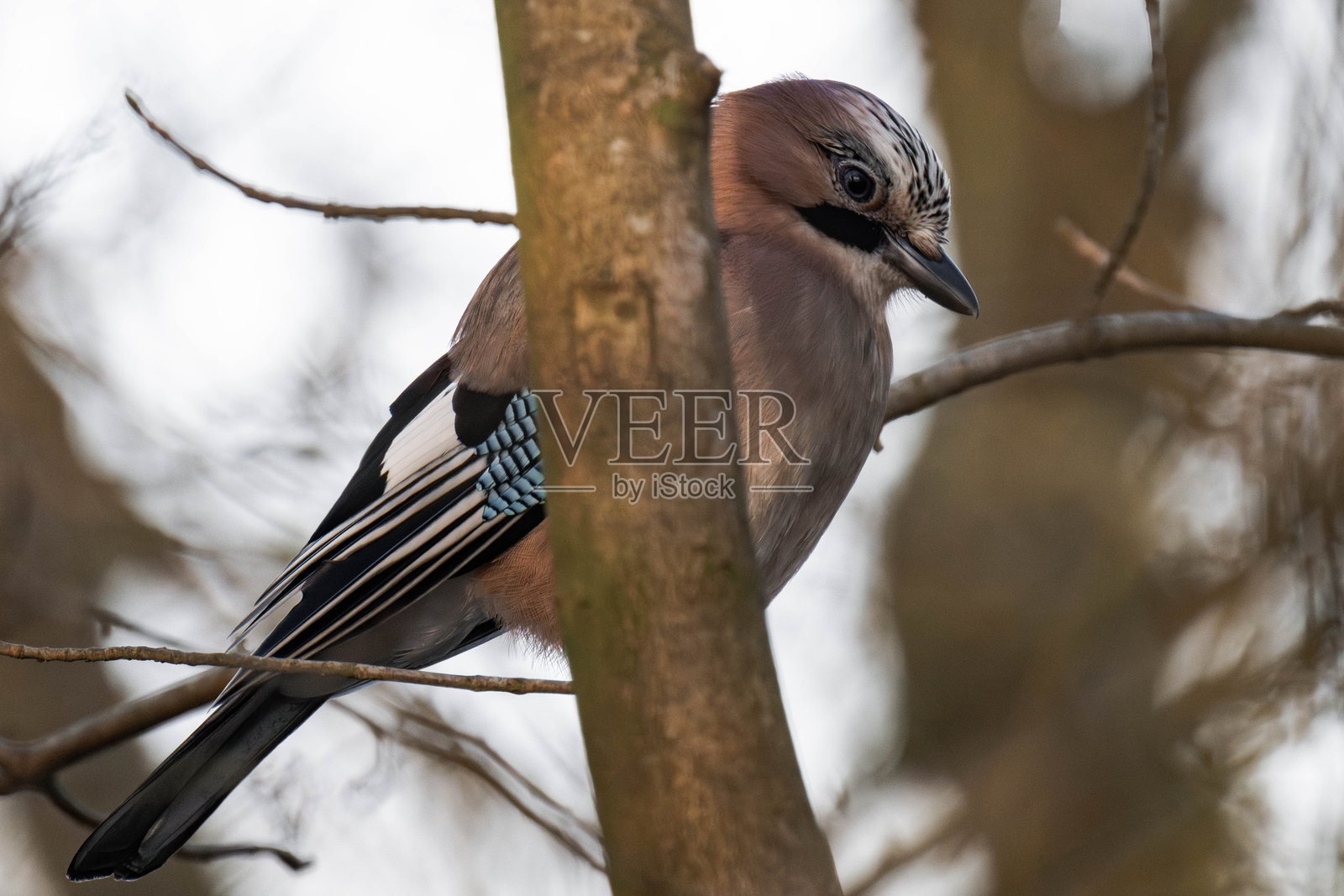 欧亚喜鹊（Garrulus glandarius）栖息在树枝上照片摄影图片