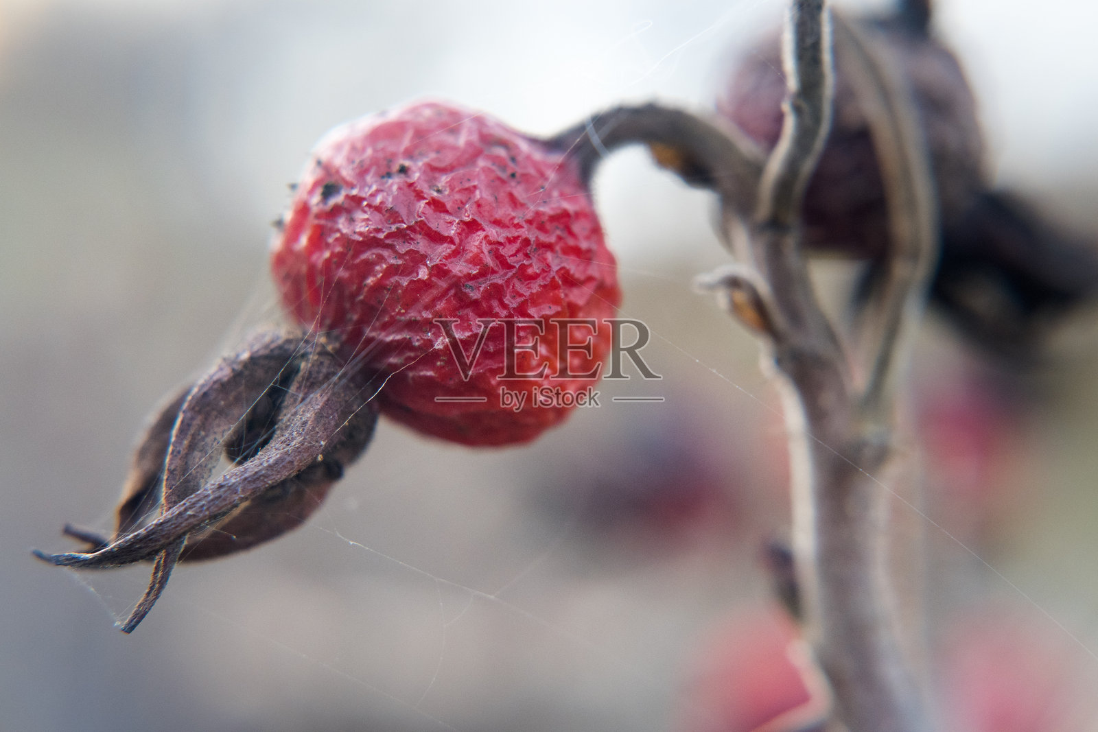 红色玫瑰果，对人类健康有益。照片摄影图片