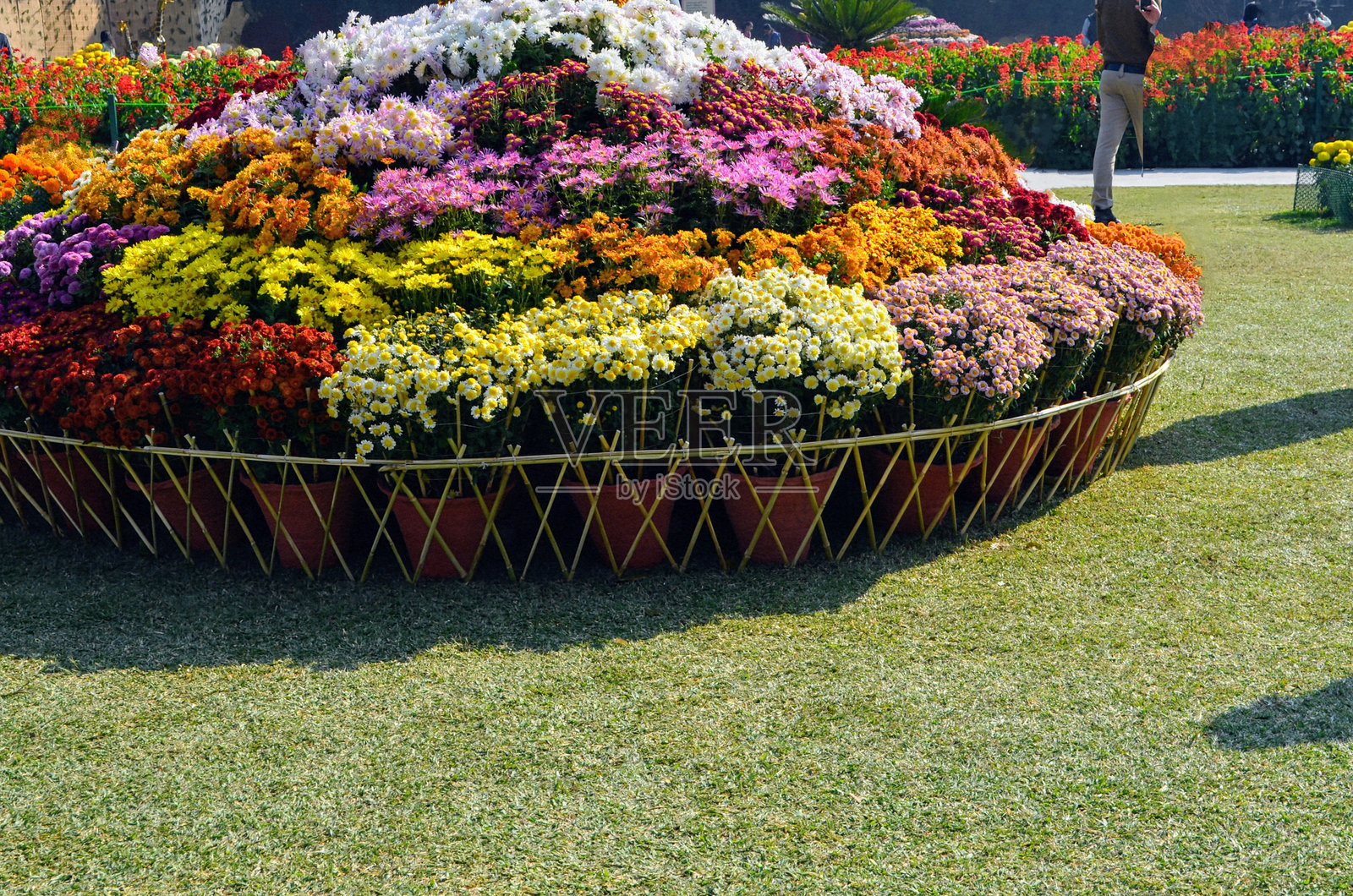 菊花，有时被称为“妈咪”或“菊”，是菊科的多年生草本开花植物。它们在初秋盛开。古尔达乌迪和昌德拉玛利卡是菊花的印度名称。照片摄影图片