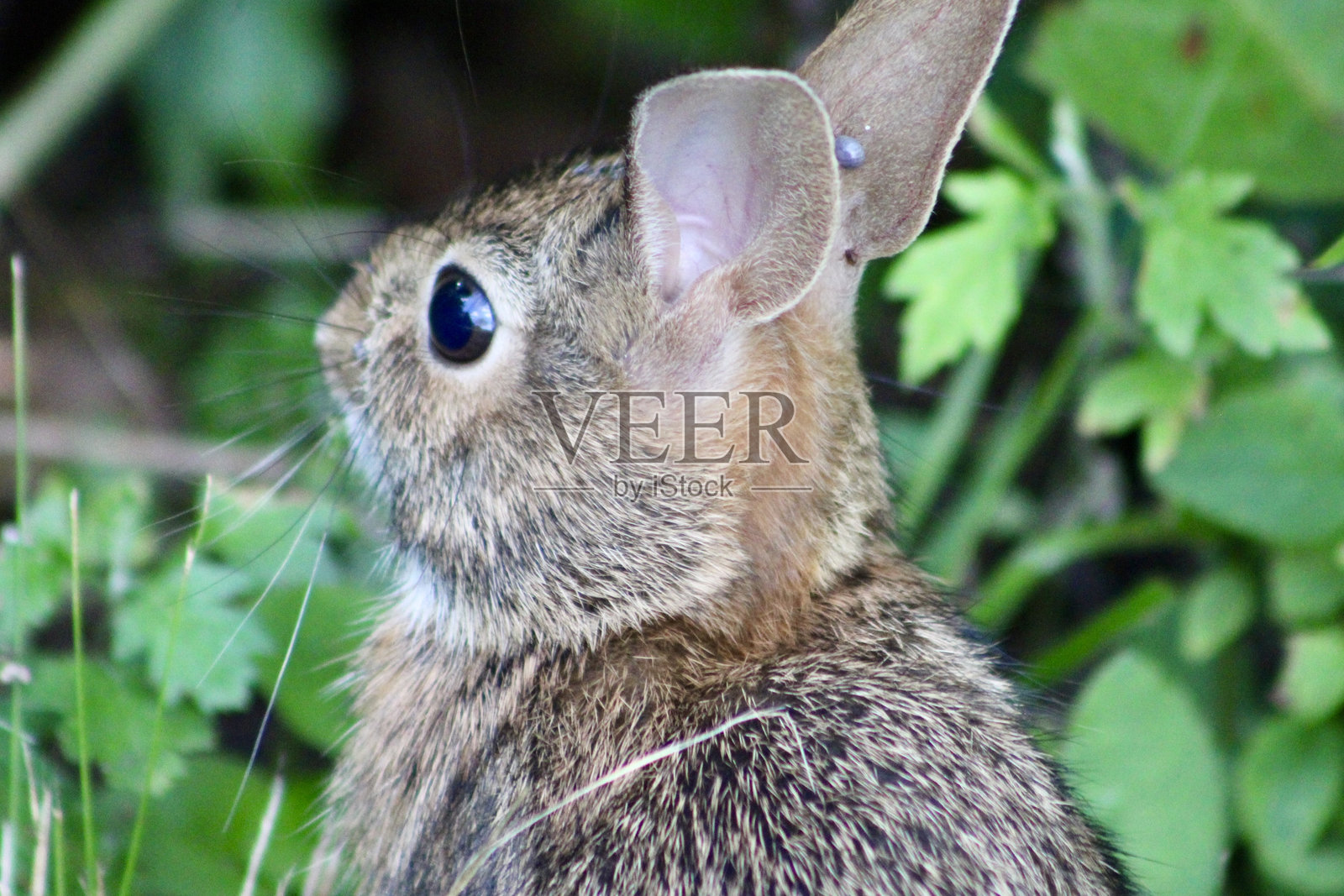 东部棉尾兔照片摄影图片