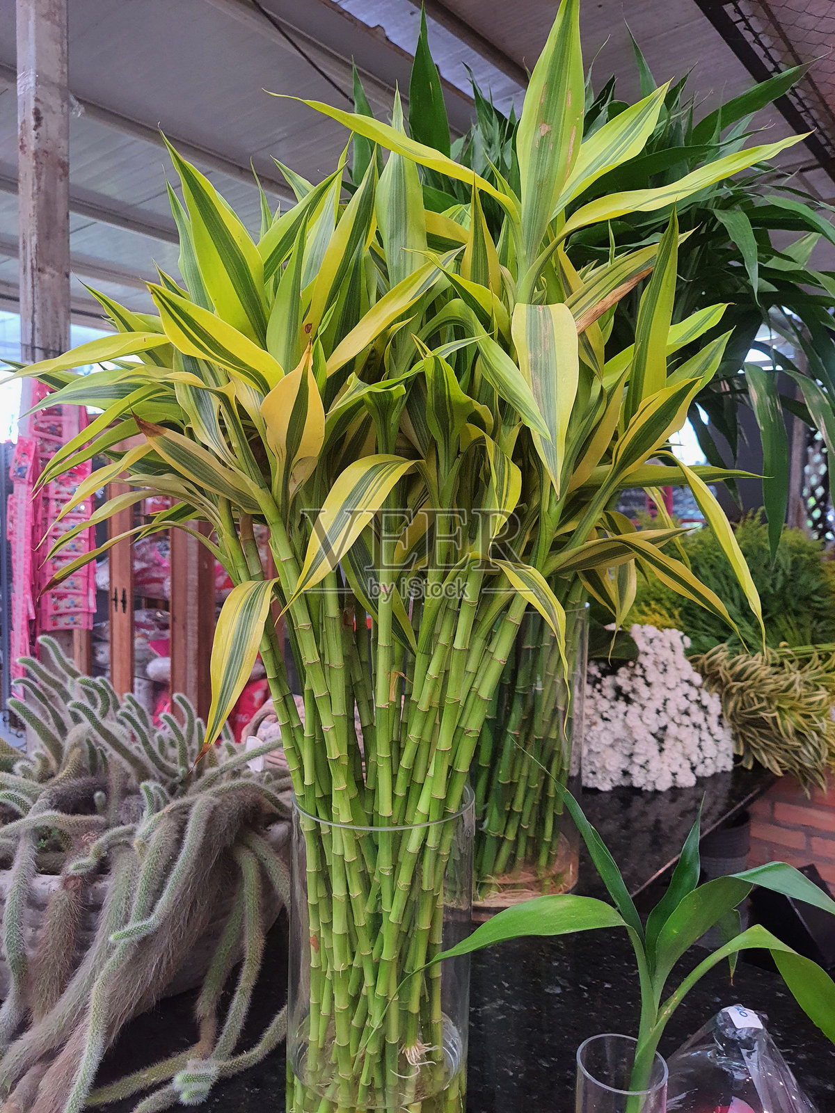 幸运竹照片摄影图片