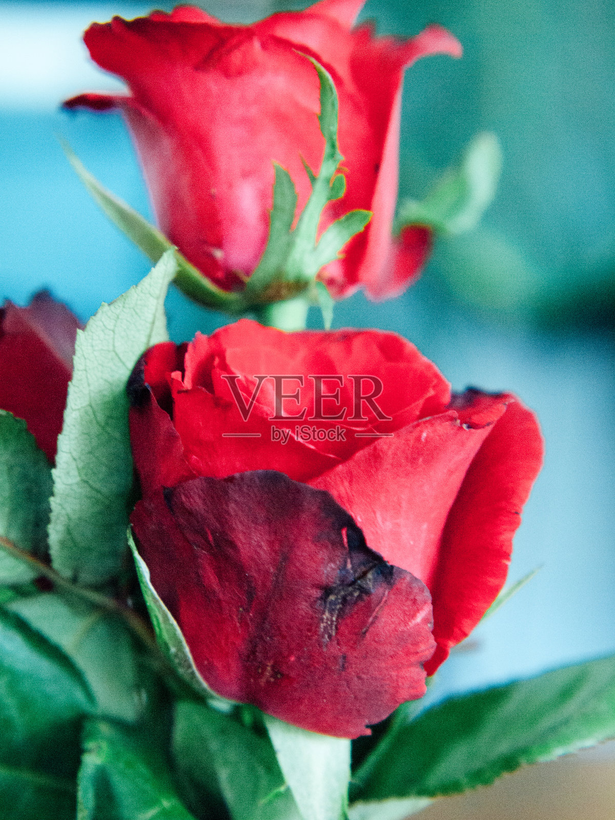 美丽的红玫瑰照片摄影图片