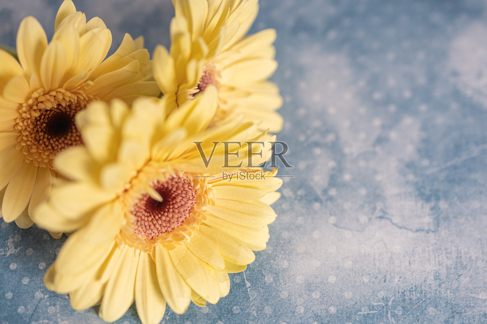 黄色的非洲菊花背景照片摄影图片