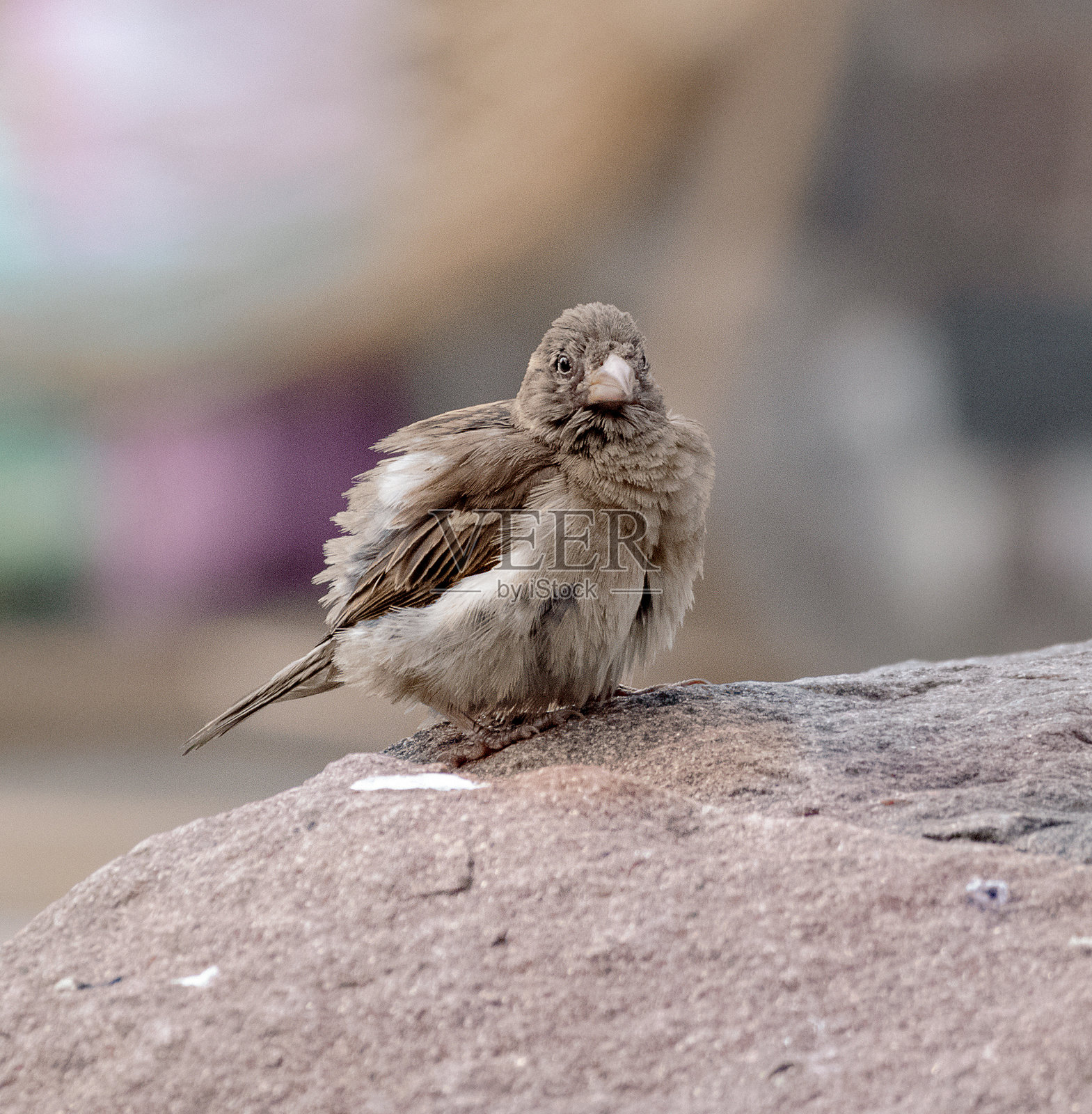 一只羽毛蓬松的麻雀坐在英国的石头上照片摄影图片
