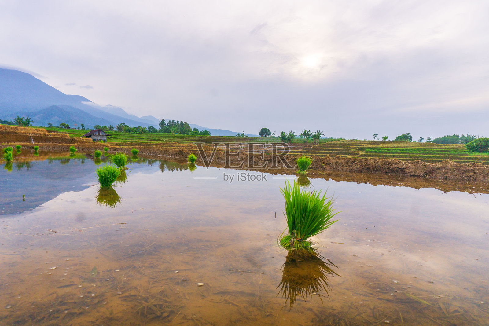 美丽的早晨景色，印度尼西亚全景，稻田与美丽的色彩和自然光的天空照片摄影图片