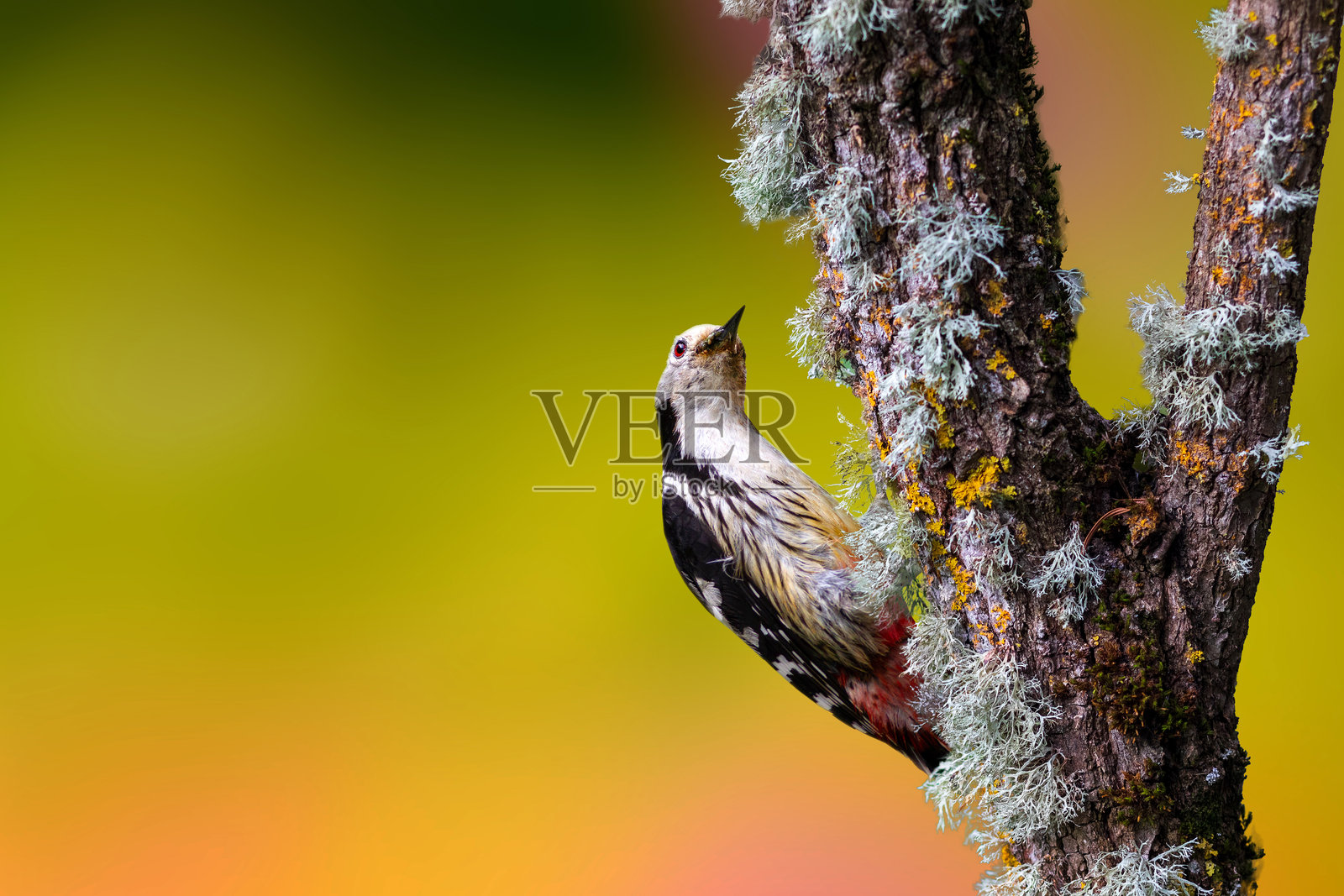 啄木鸟。自然背景。中斑啄木鸟。照片摄影图片