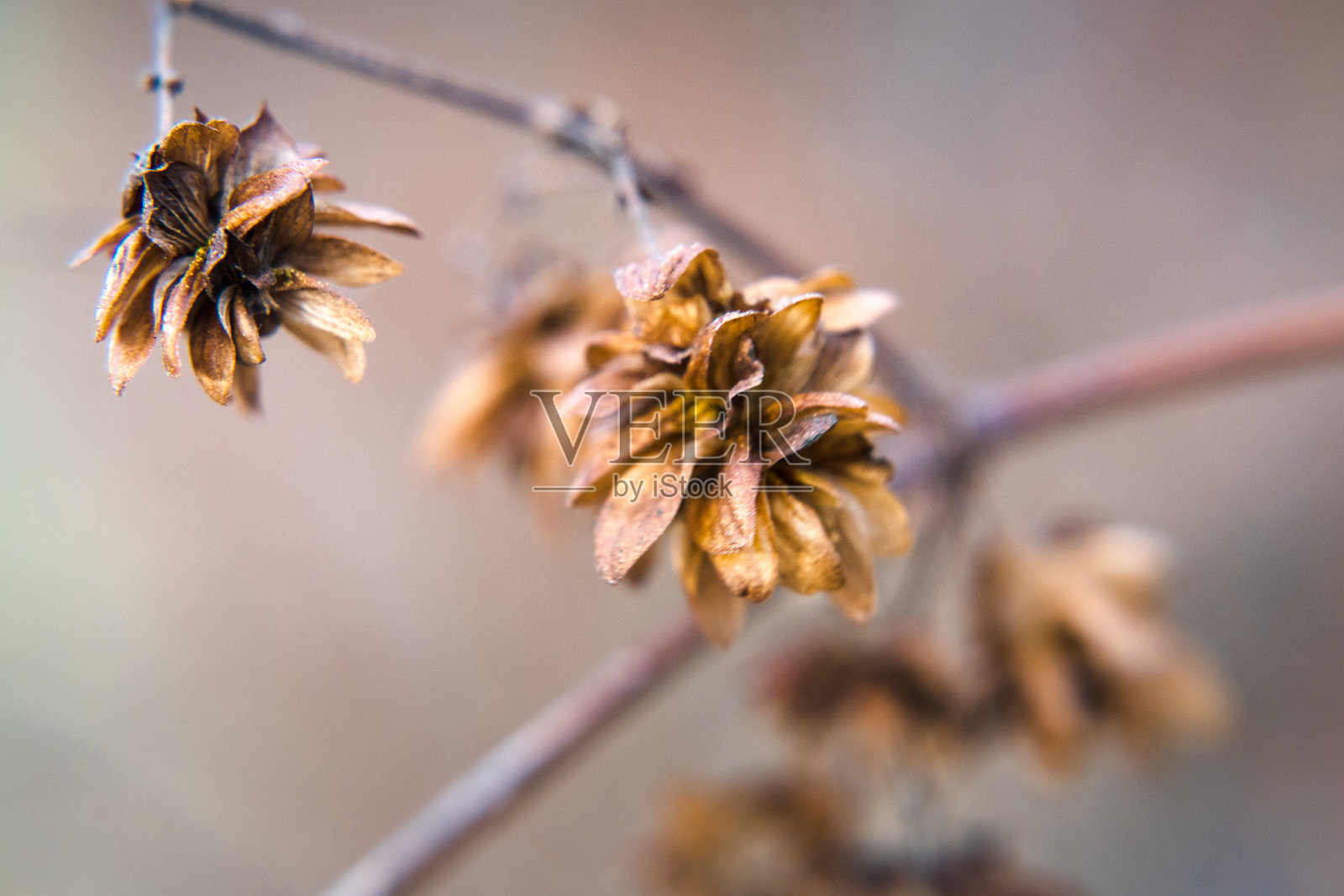 干啤酒花锥、播种种子、秋天。照片摄影图片