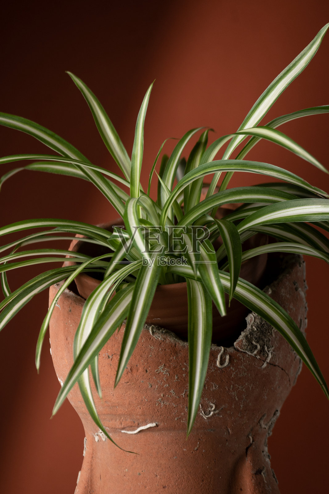 室内绿萝植物的特写，种植在陶瓷花盆中。植物学、家居室内、植物生长的概念。照片摄影图片