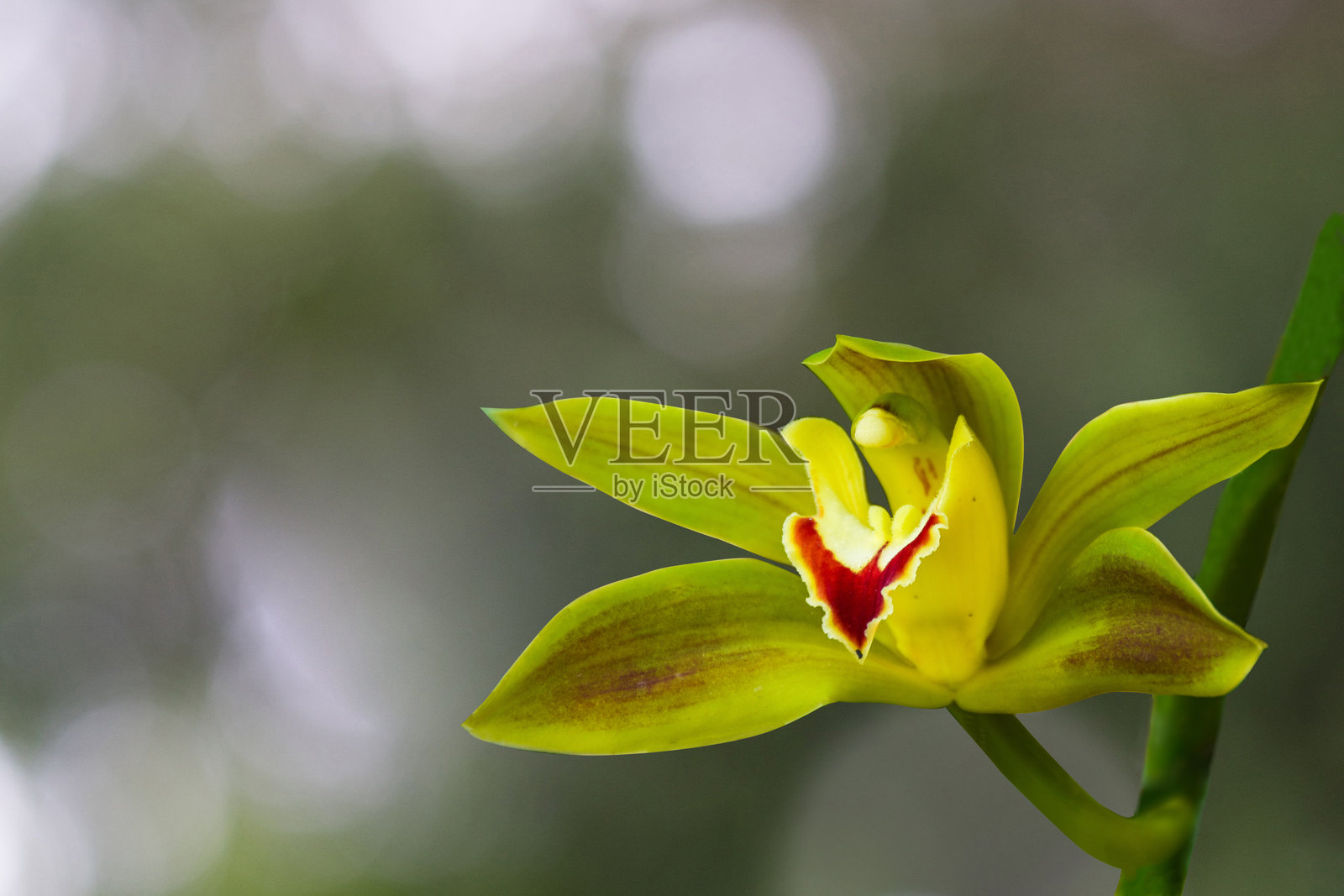 绿色的建兰兰花，特写视图。照片摄影图片