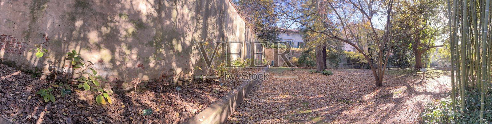 植物的阴影与阳光:比萨的冬季场景照片摄影图片