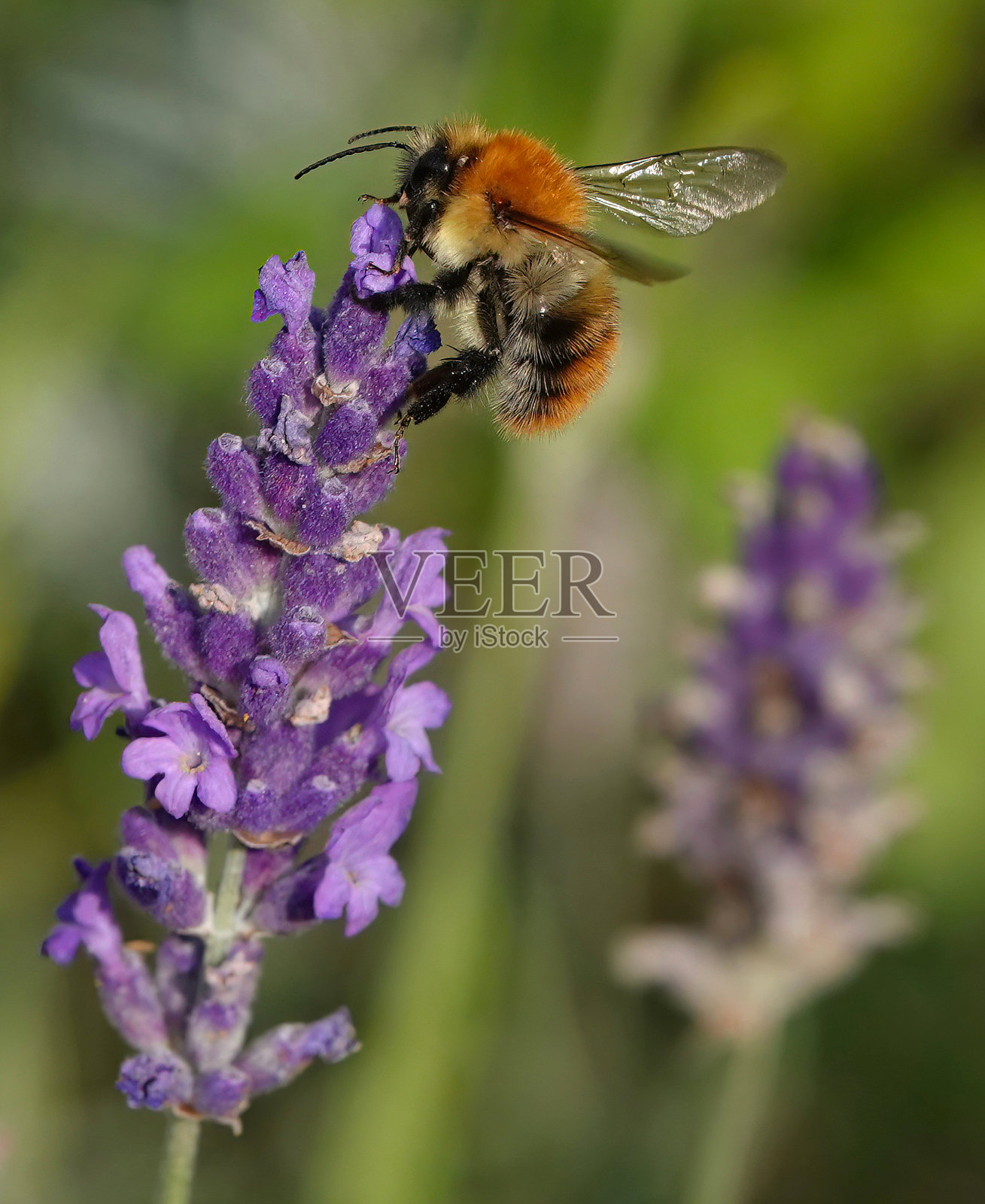 常见的毛毛虫蜜蜂（bombus pascuorum）在花园的薰衣草上。照片摄影图片