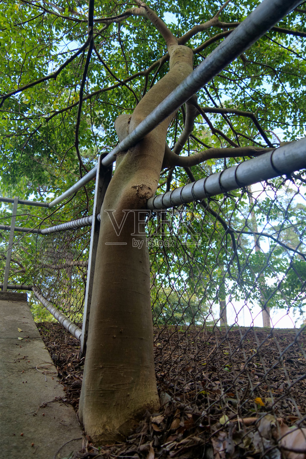 坚韧的树木穿过扶手的金属栏杆生长照片摄影图片