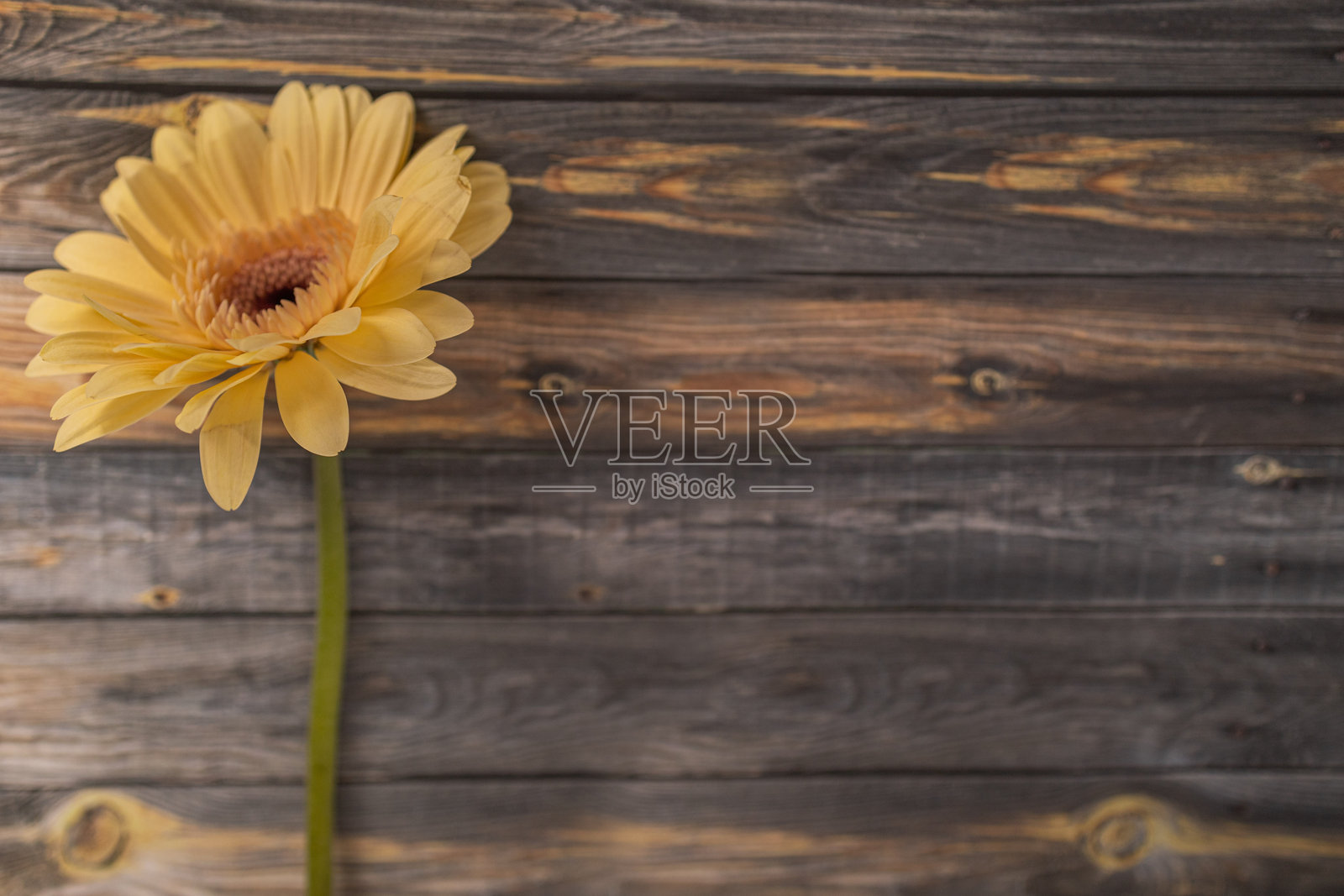 黄色的非洲菊花背景照片摄影图片