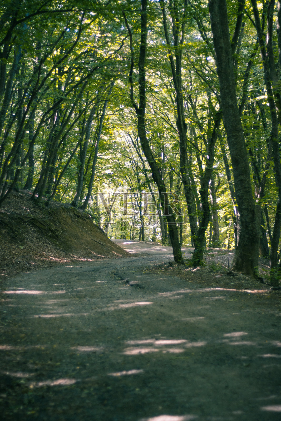 绿色森林小路照片摄影图片