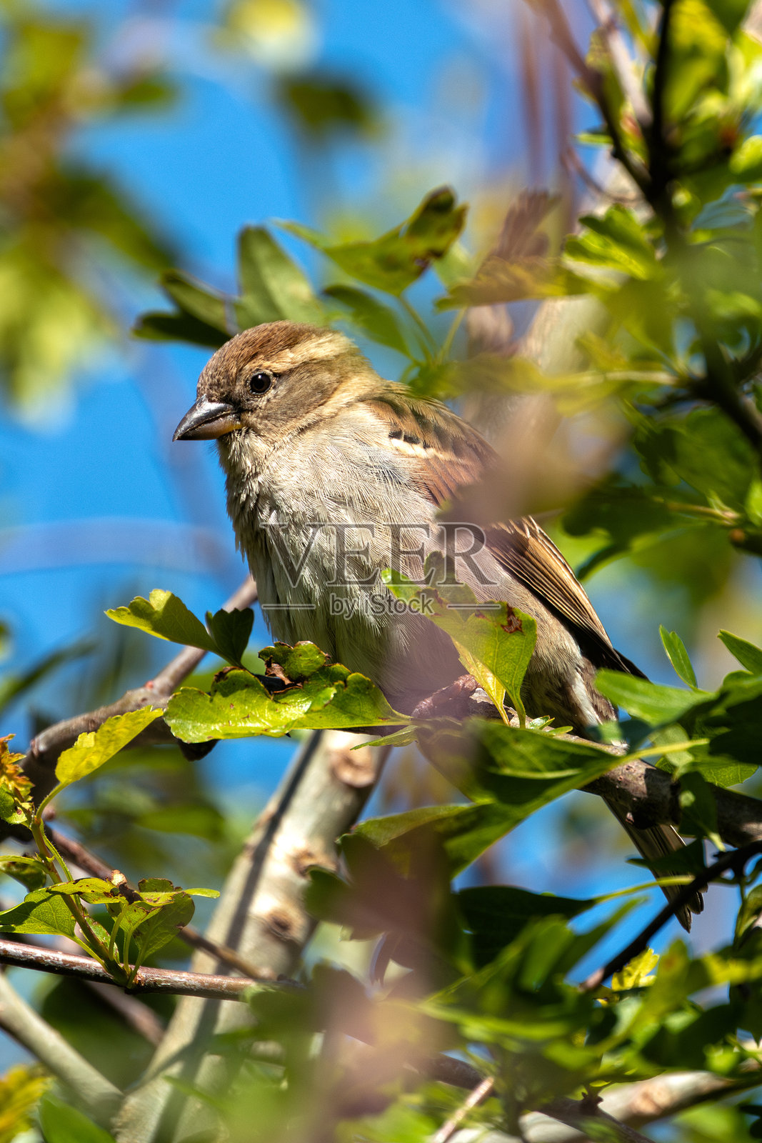 雌性家麻雀（Passer domesticus）常见于城市地区，位于都柏林的凤凰公园照片摄影图片