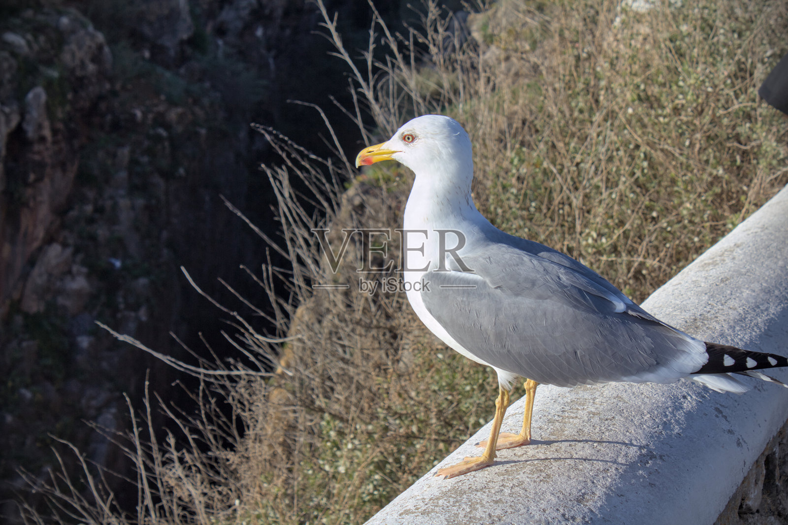 海鸥照片摄影图片