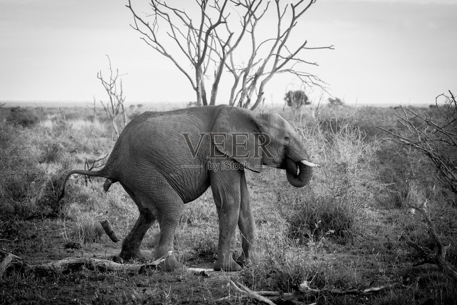 黑白照片中的大象在干燥树木和草地的草原景观中。照片摄影图片