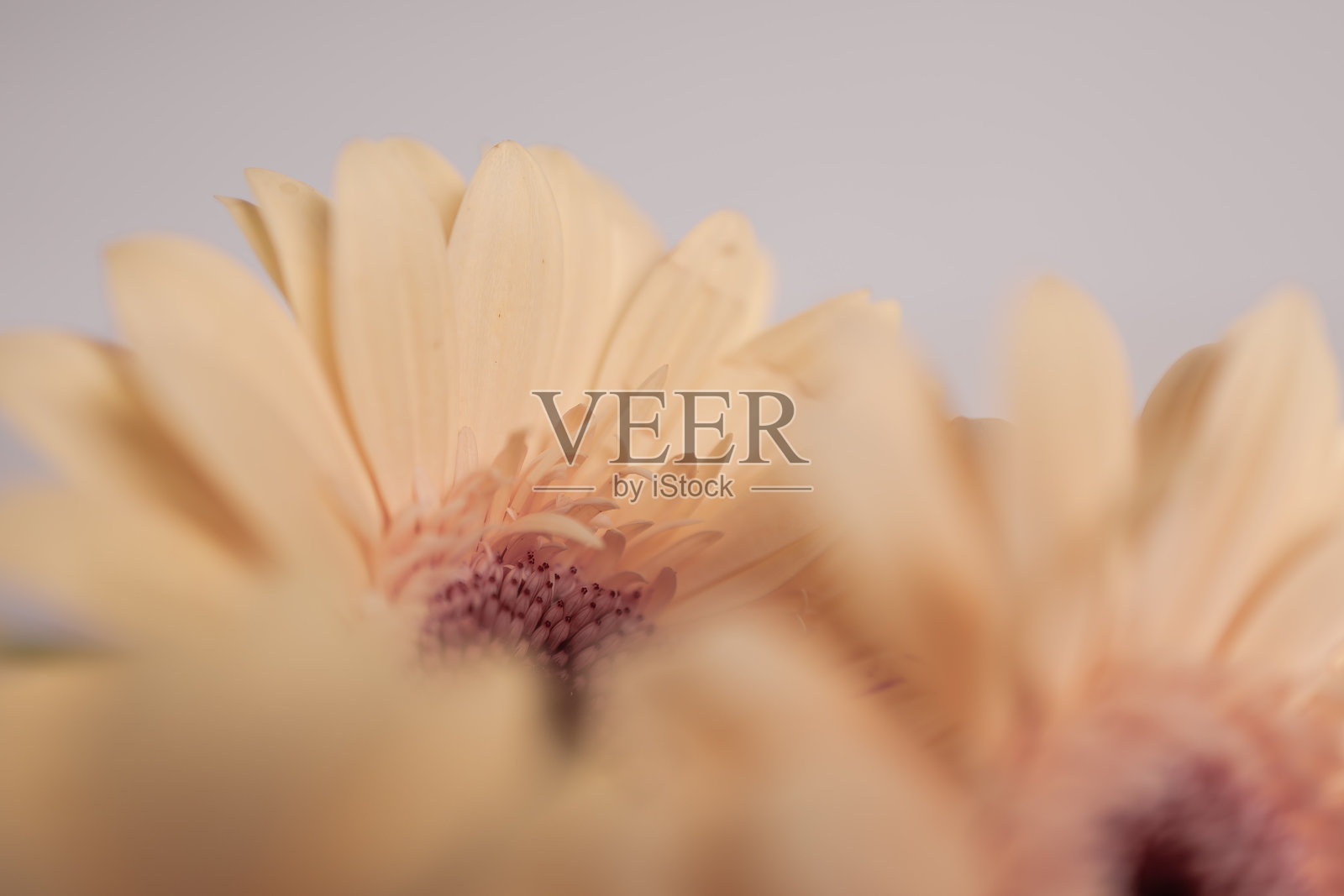 非洲菊特写照片摄影图片