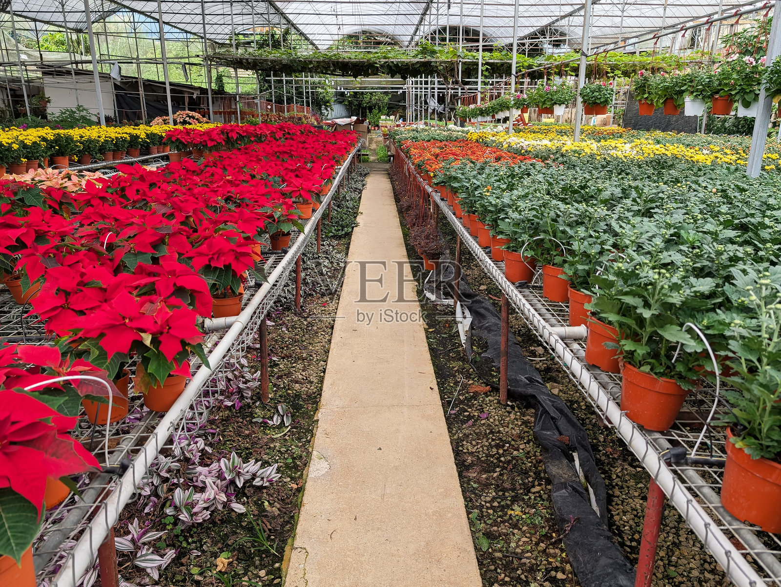 花卉苗圃的景观，五彩缤纷的植物和花朵照片摄影图片