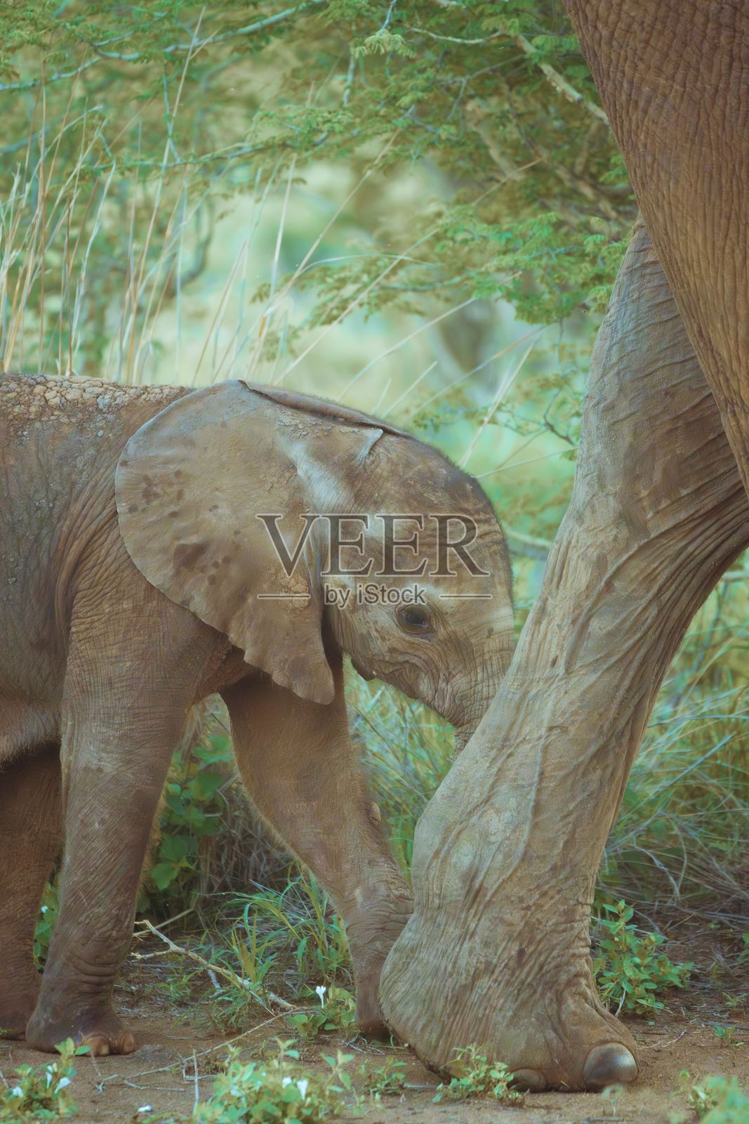 小象在郁郁葱葱的草原上紧紧跟在母亲身边。照片摄影图片