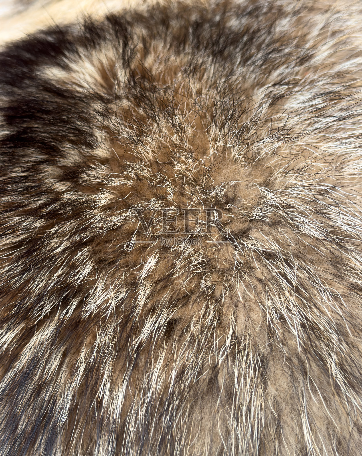 猫的毛发细节展示，重点突出其质感照片摄影图片