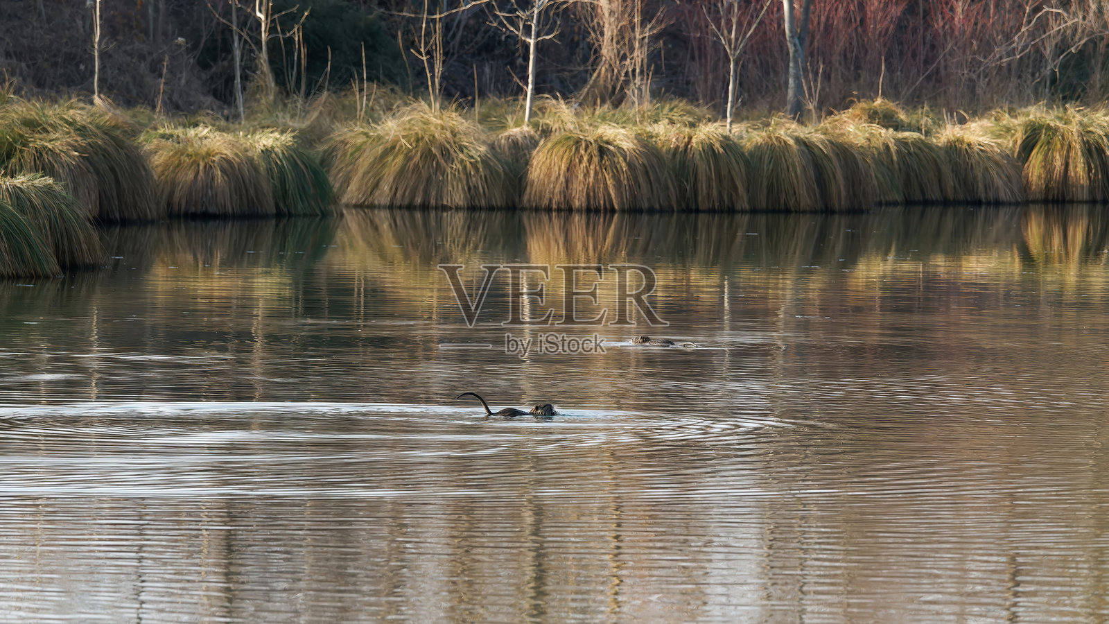 宁静的湖泊场景，海狸在自然植被中游泳照片摄影图片