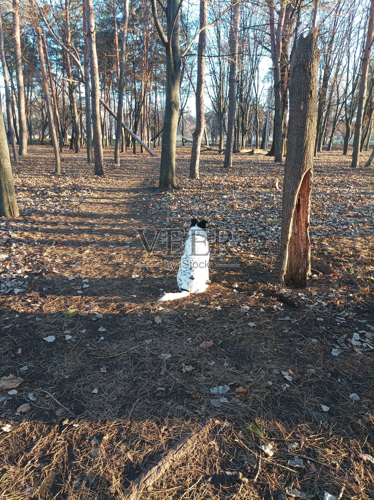 孤独伤心的小狗在散步。宠物。照片摄影图片