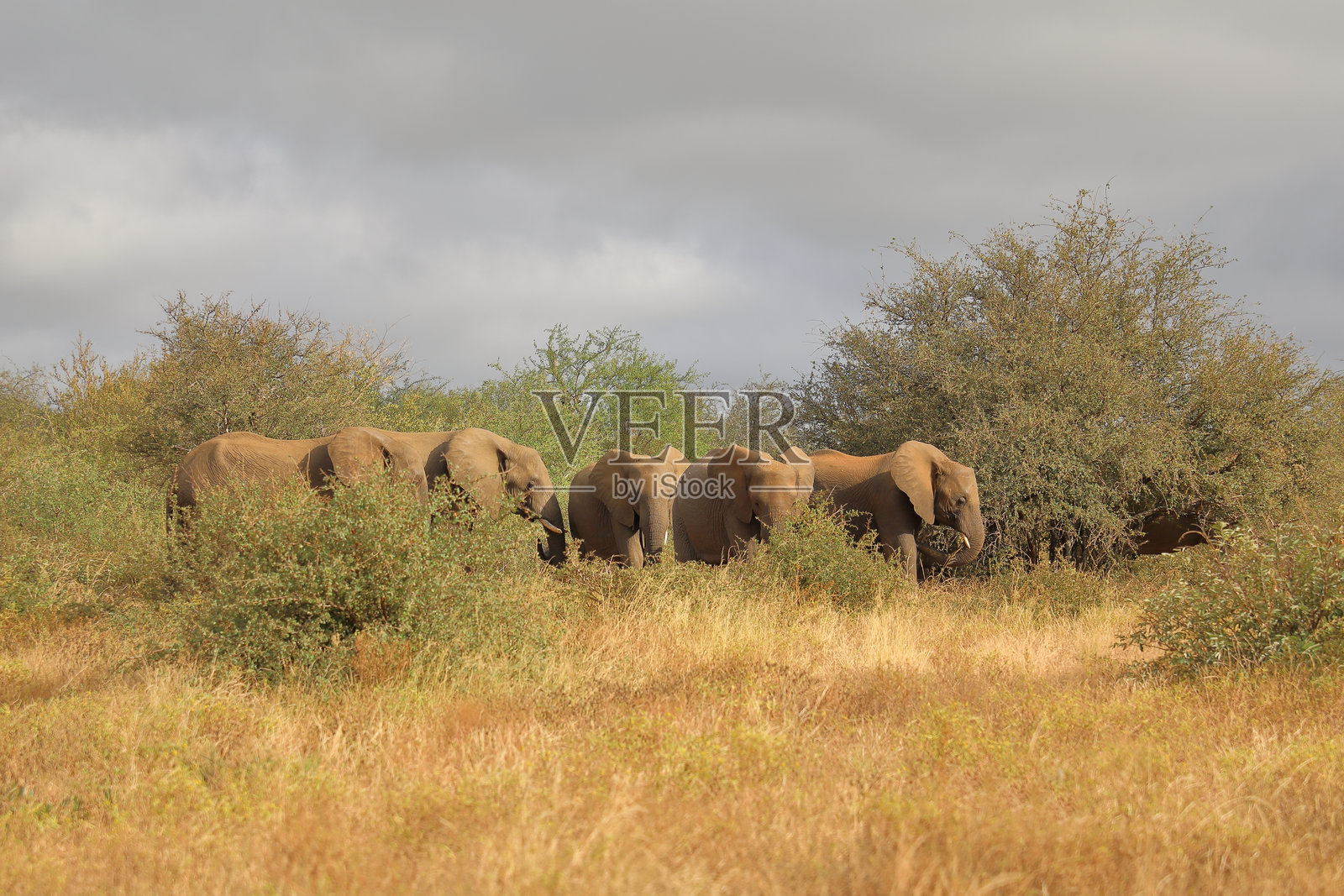 非洲象 / 非洲象 / 非洲象照片摄影图片