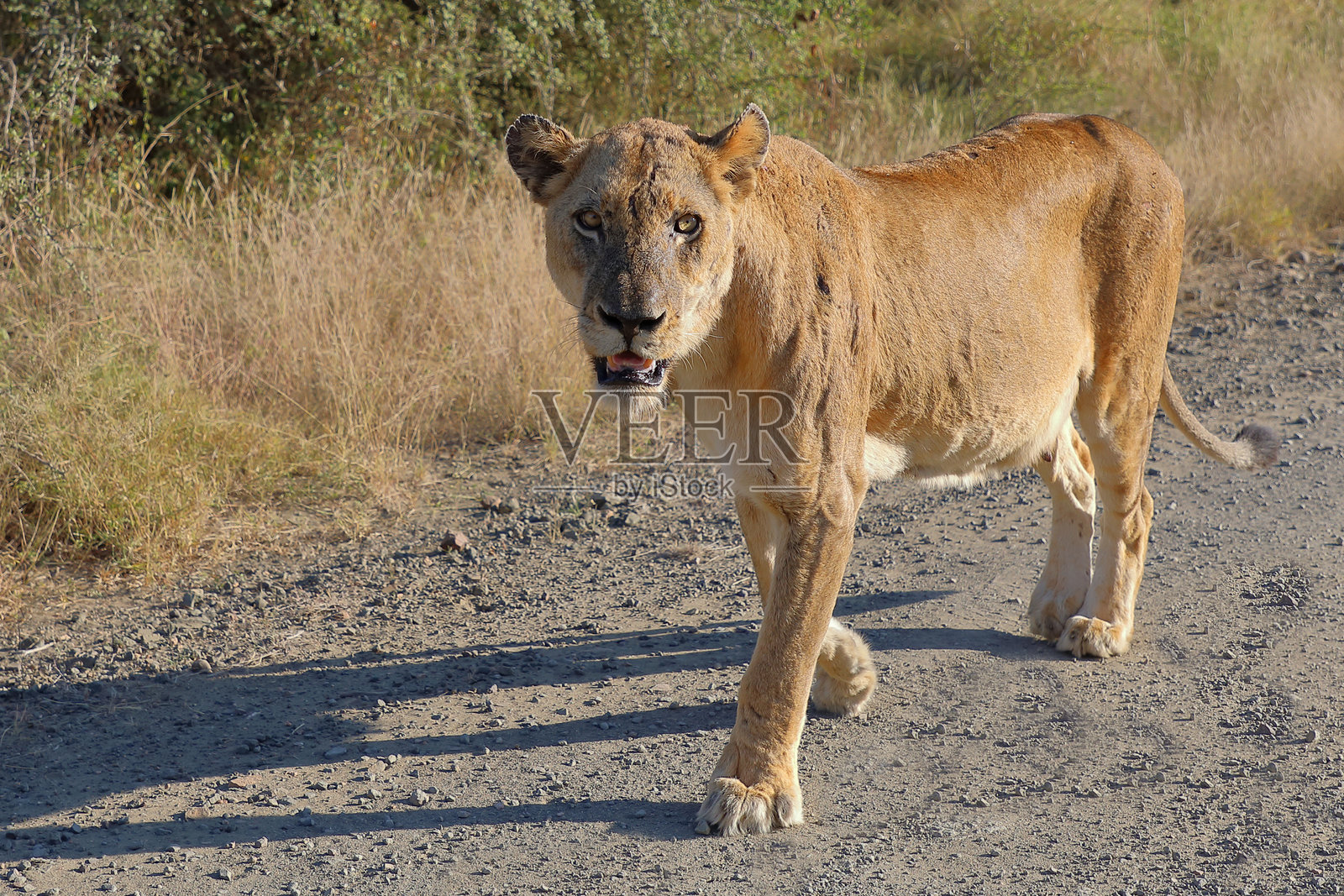 非洲狮 / Panthera leo照片摄影图片