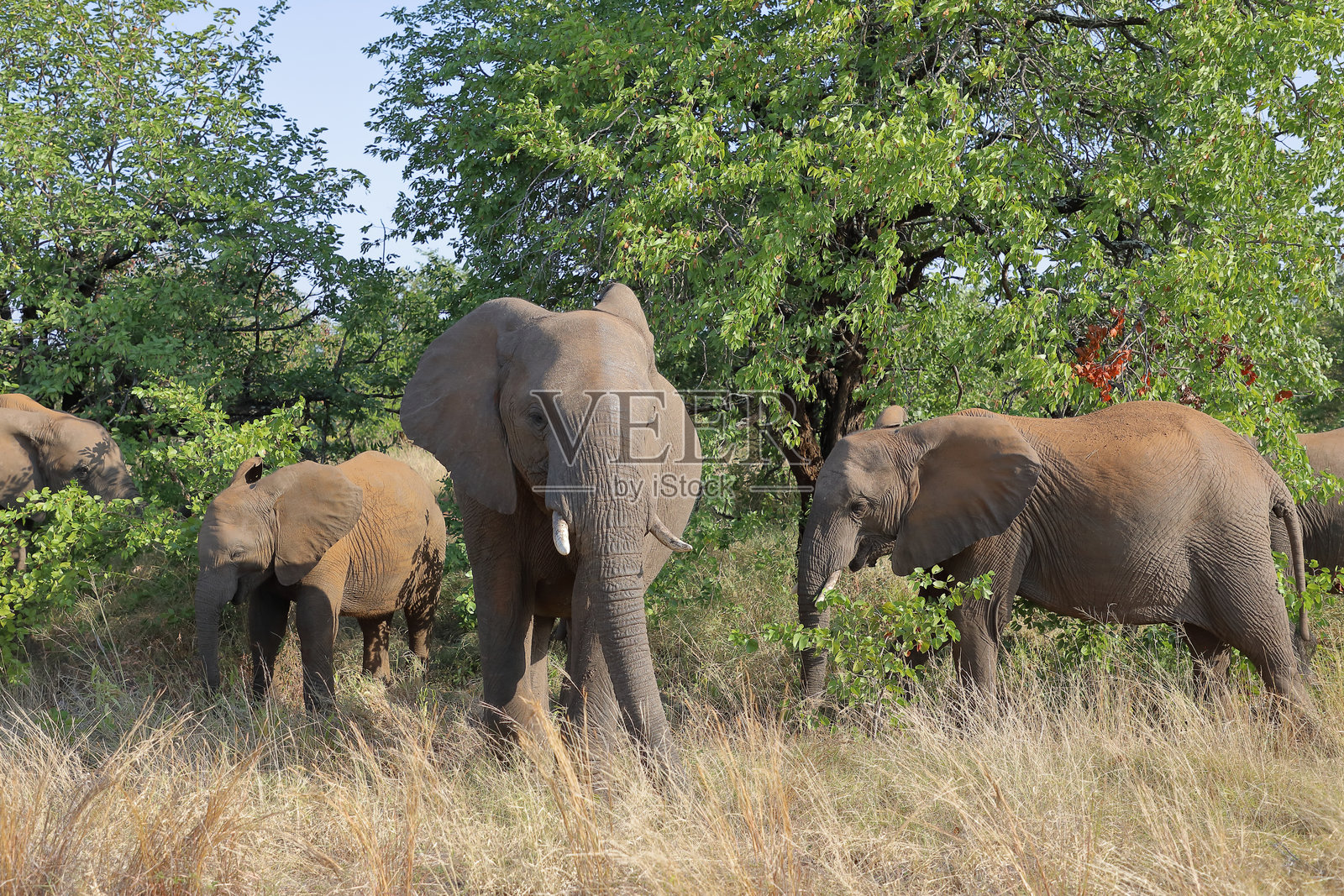 非洲象 / 非洲象 / 非洲象照片摄影图片