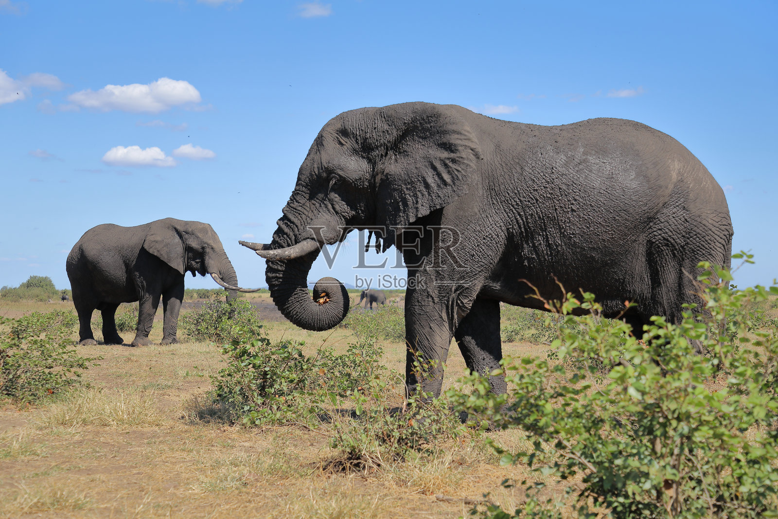 非洲象 / 非洲象 / 非洲象 (Loxodonta africana)照片摄影图片