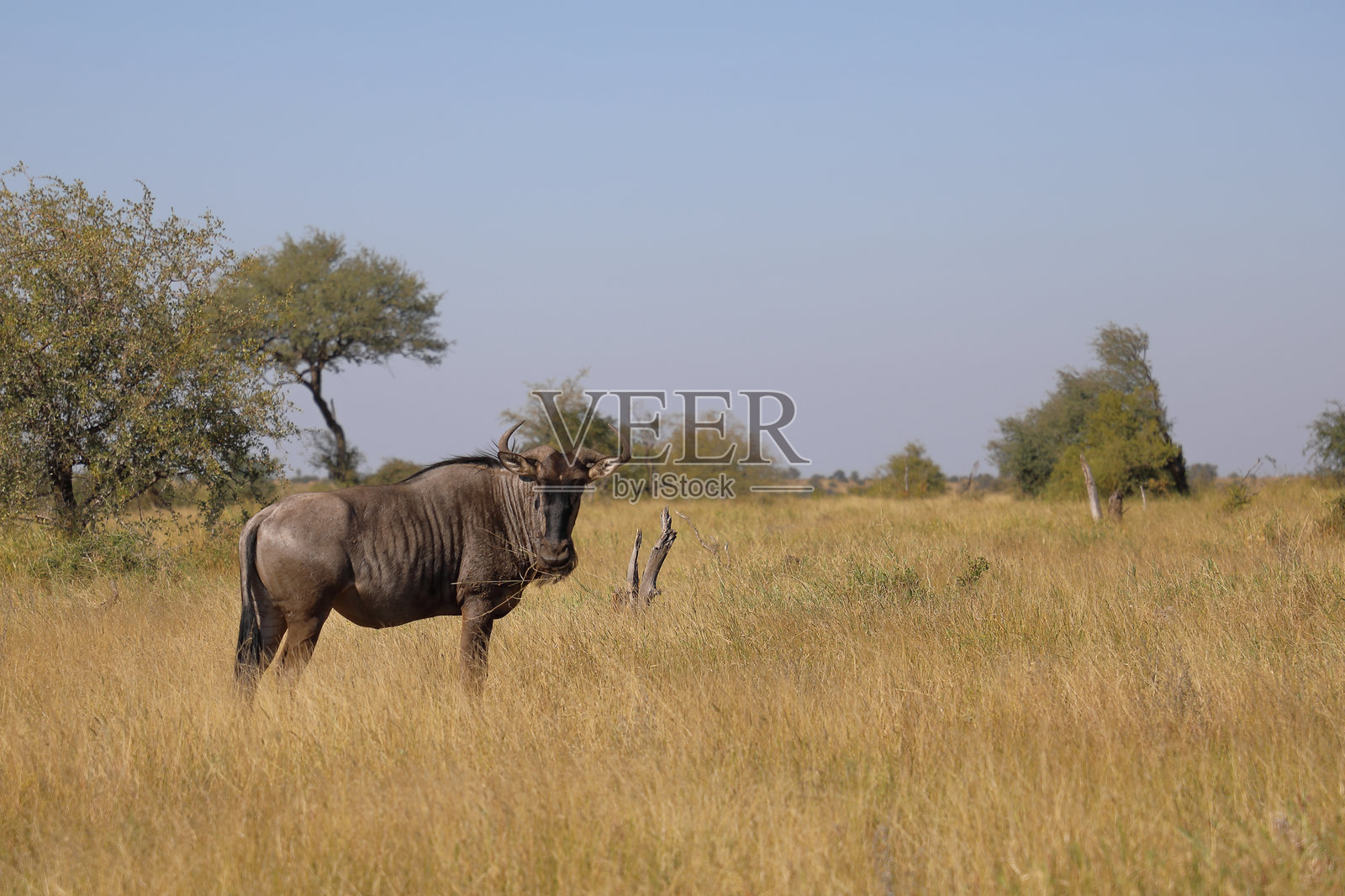 条纹角马 / 蓝色角马 / Connochaetes taurinus照片摄影图片
