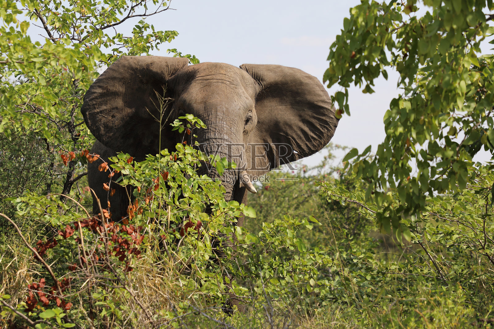 非洲象 / 非洲象 / 非洲象照片摄影图片
