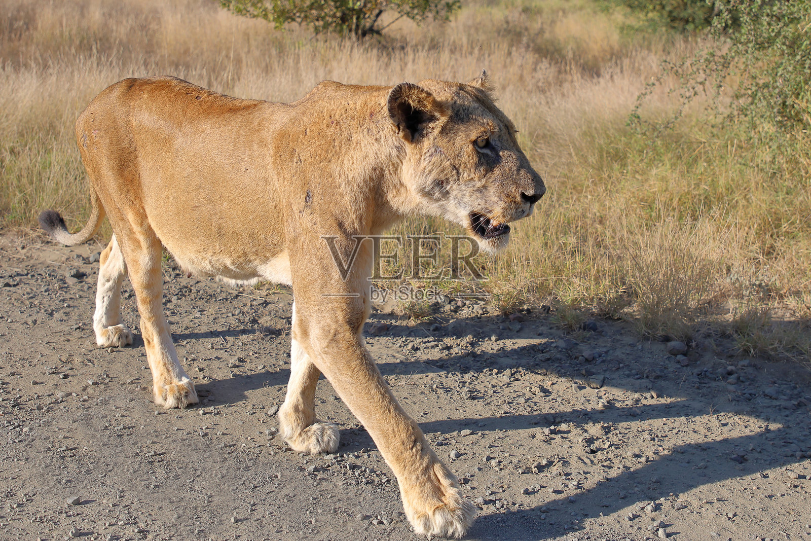 非洲狮 / African lion / Panthera leo照片摄影图片