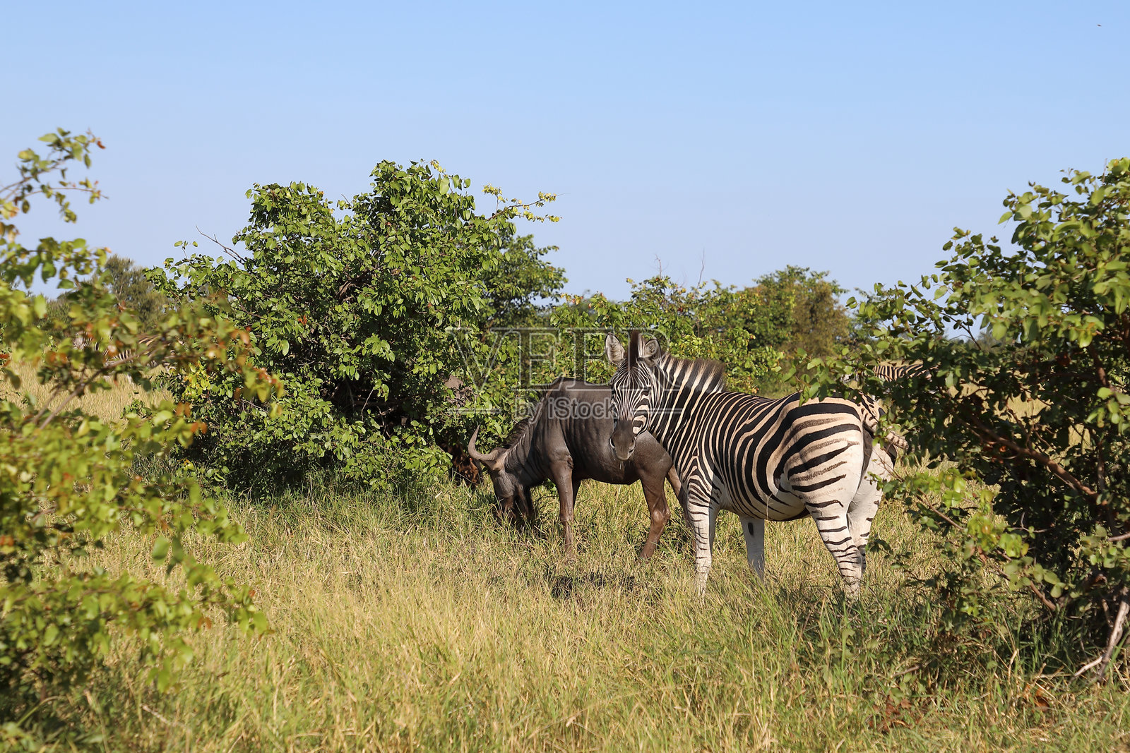 草原斑马 / 伯切尔斑马 / Equus quagga burchellii照片摄影图片